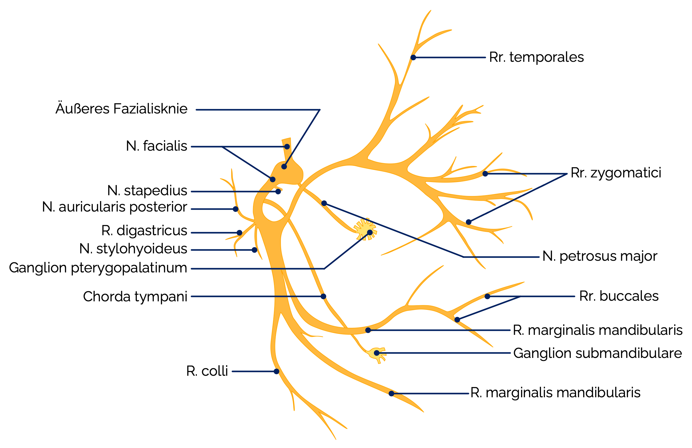 Verlauf des N. facialis (Schema)