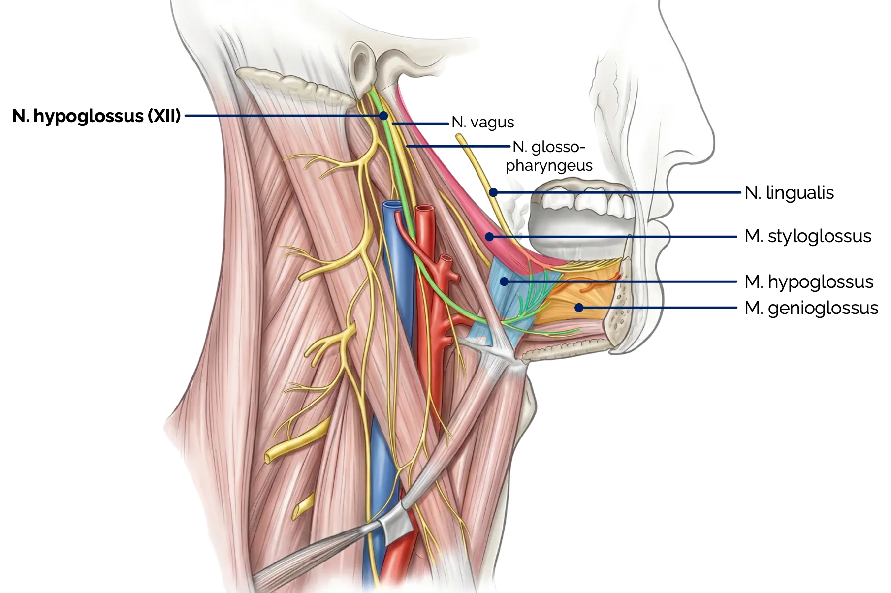 Verlauf und Äste des N. hypoglossus