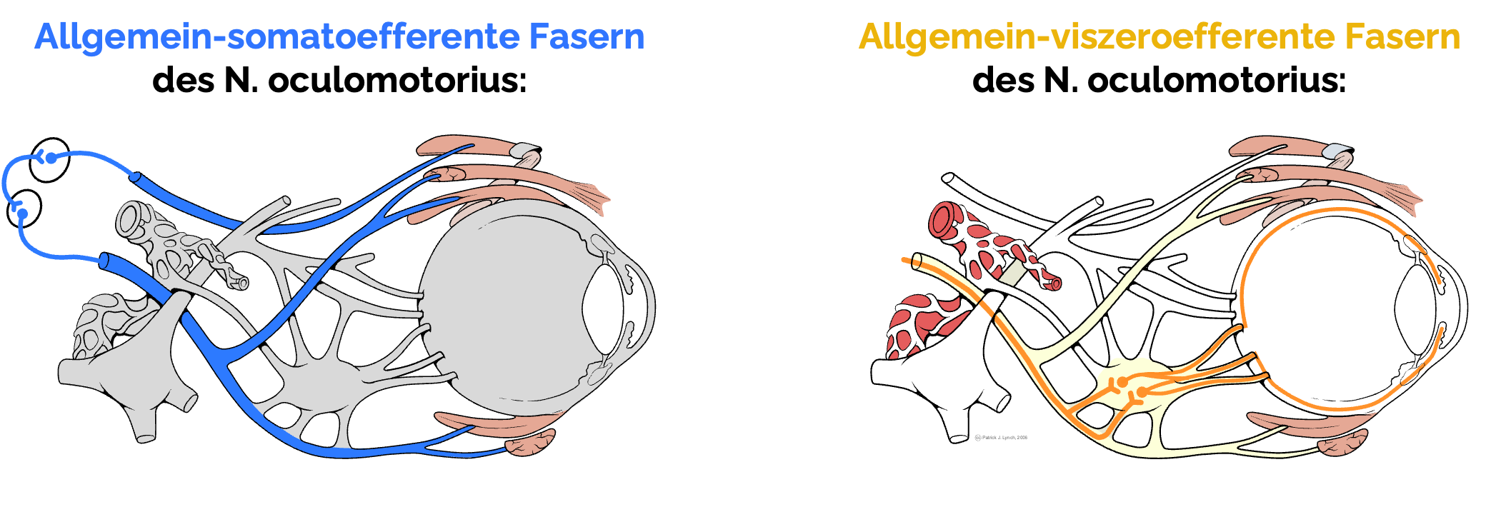 Nervus oculomotorius (III) – Somatomotorische und parasympathische Fasern