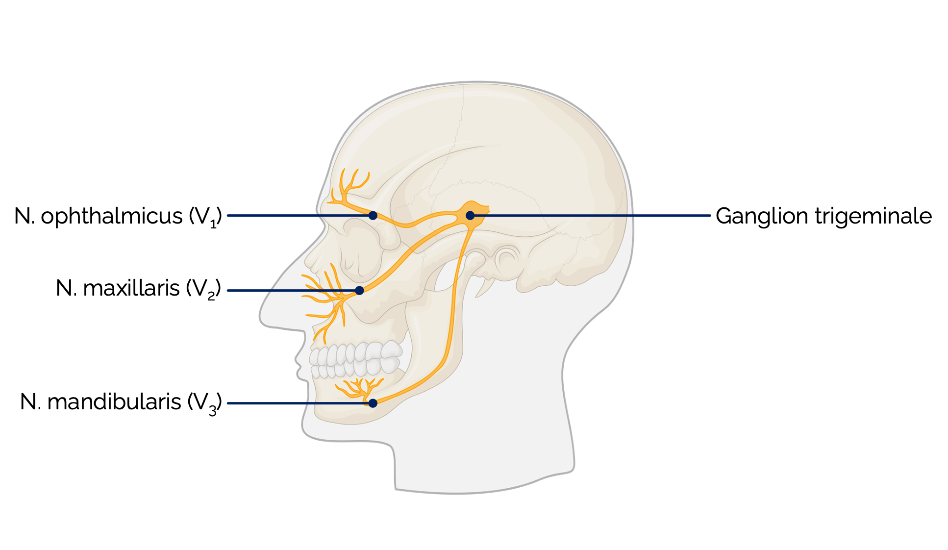 Äste und Versorgungsgebiet des N. trigeminus