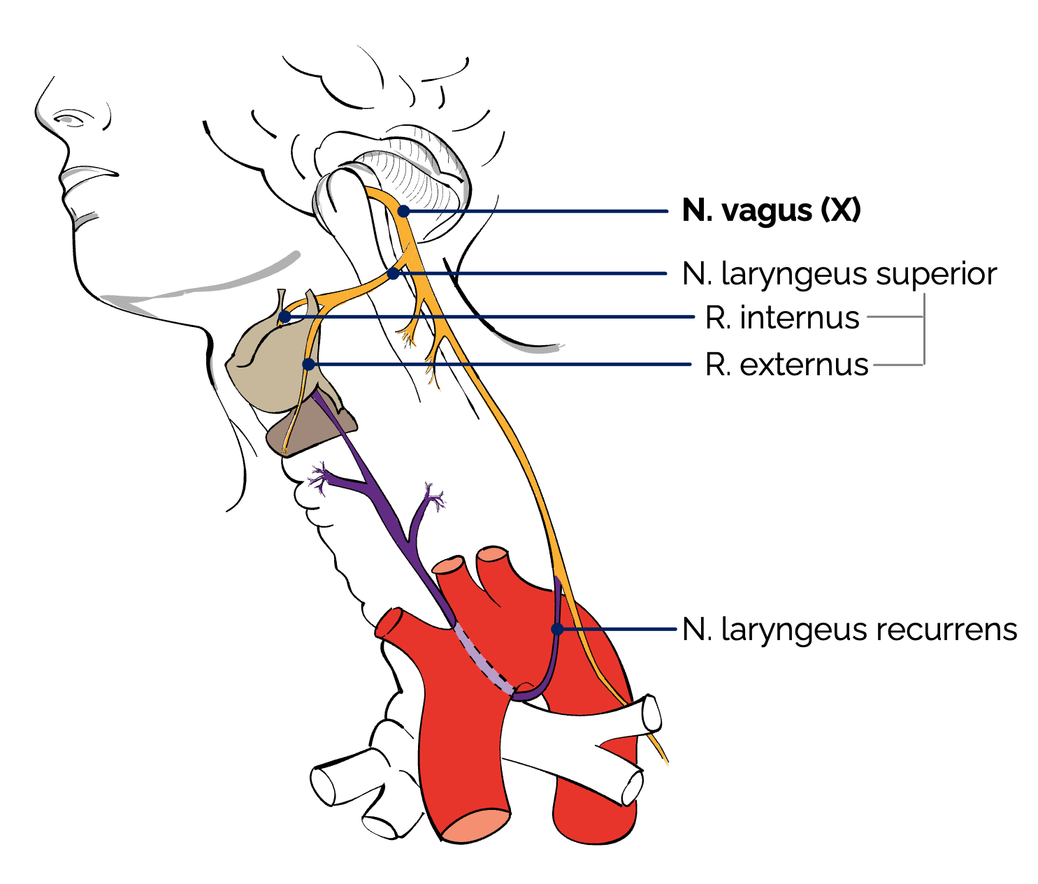 Halsbereich des linken N. vagus