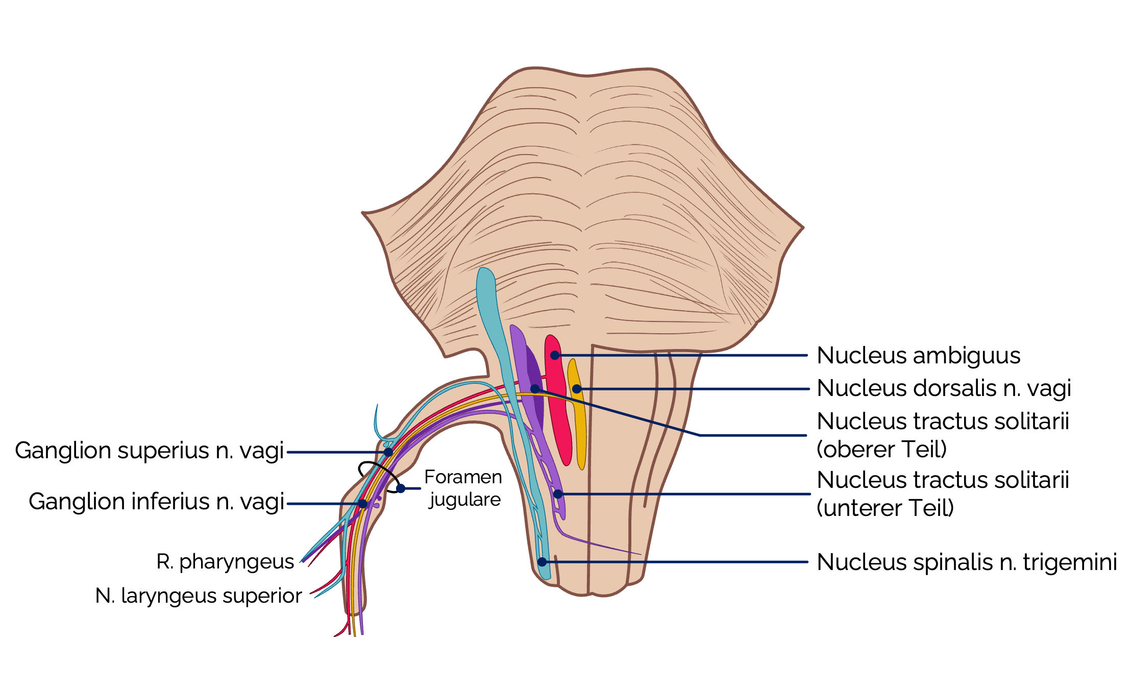 Kerngebiete des N. vagus