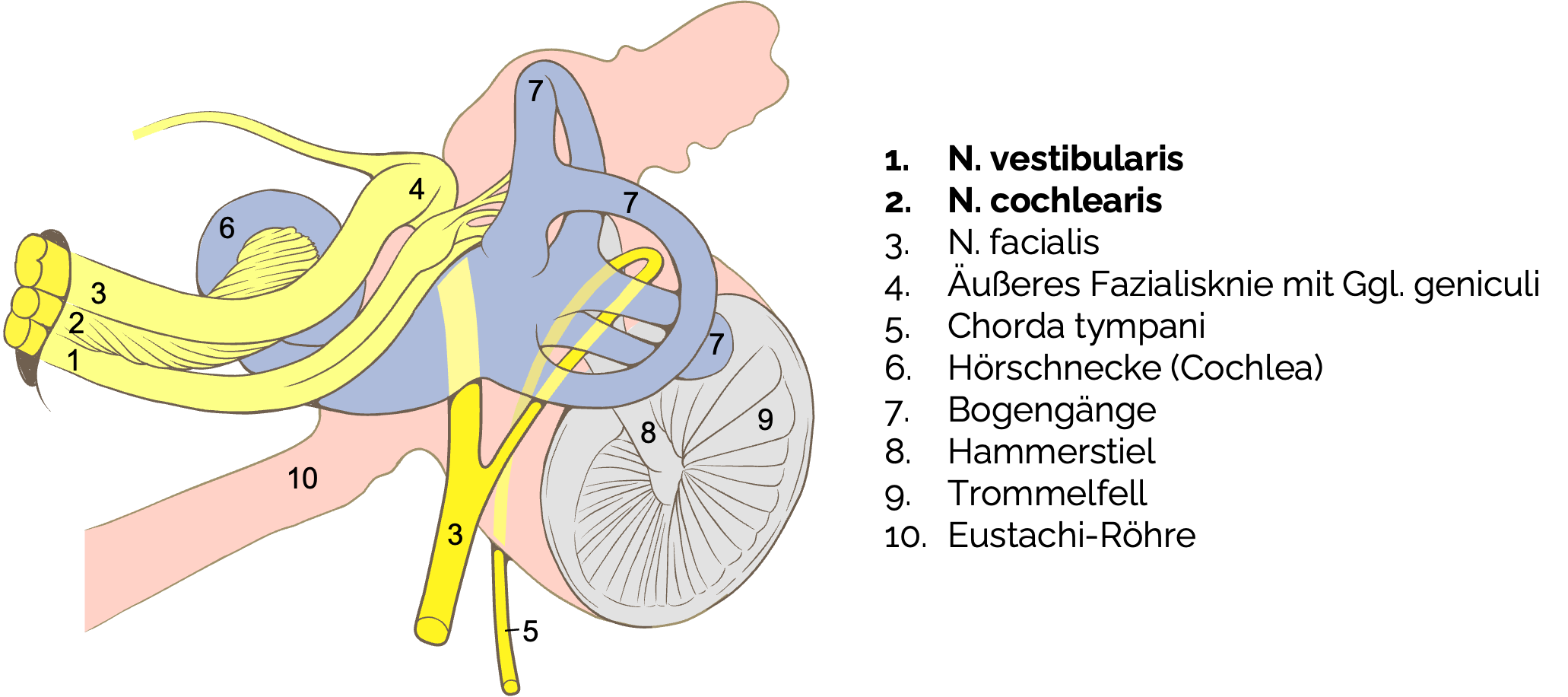 Nervus vestibulocochlearis (VIII)