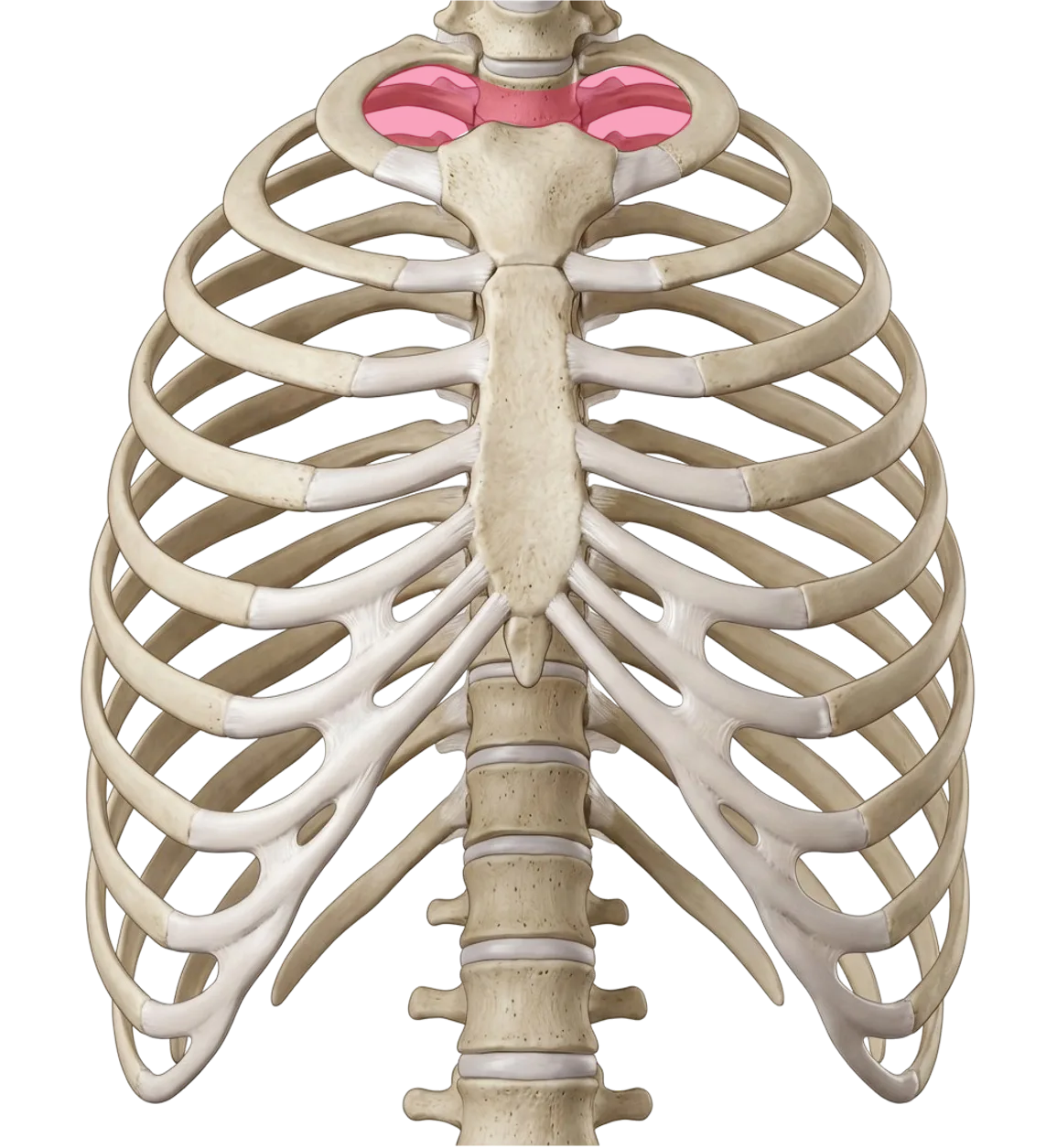 Obere Thoraxapertur (Apertura thoracis superior):