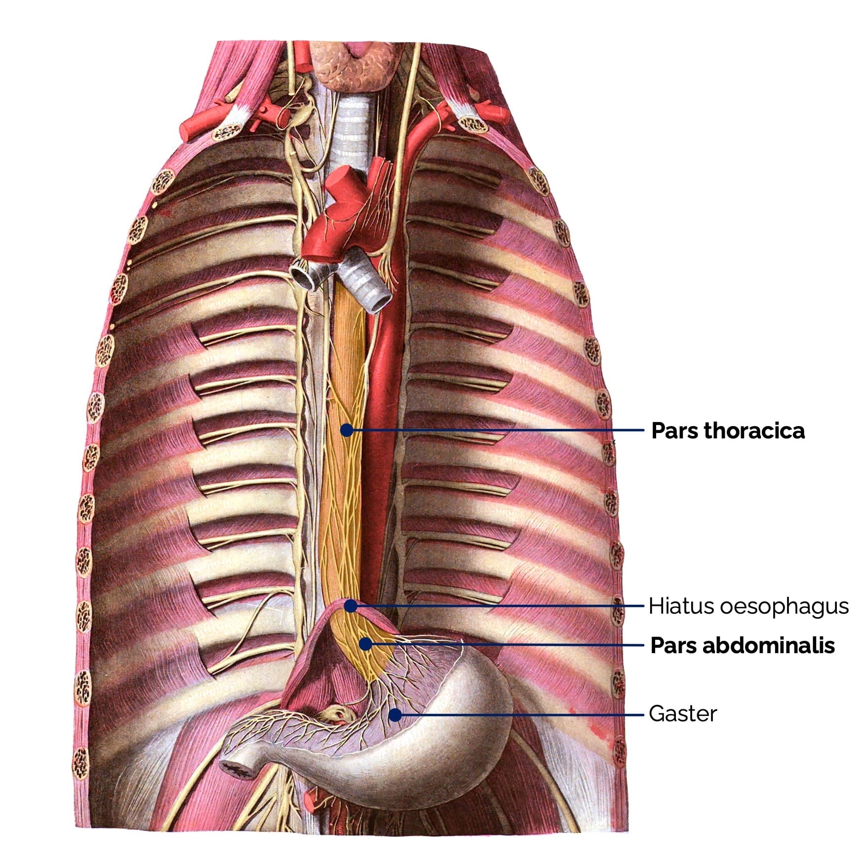 Speiseröhre (Oesophagus)