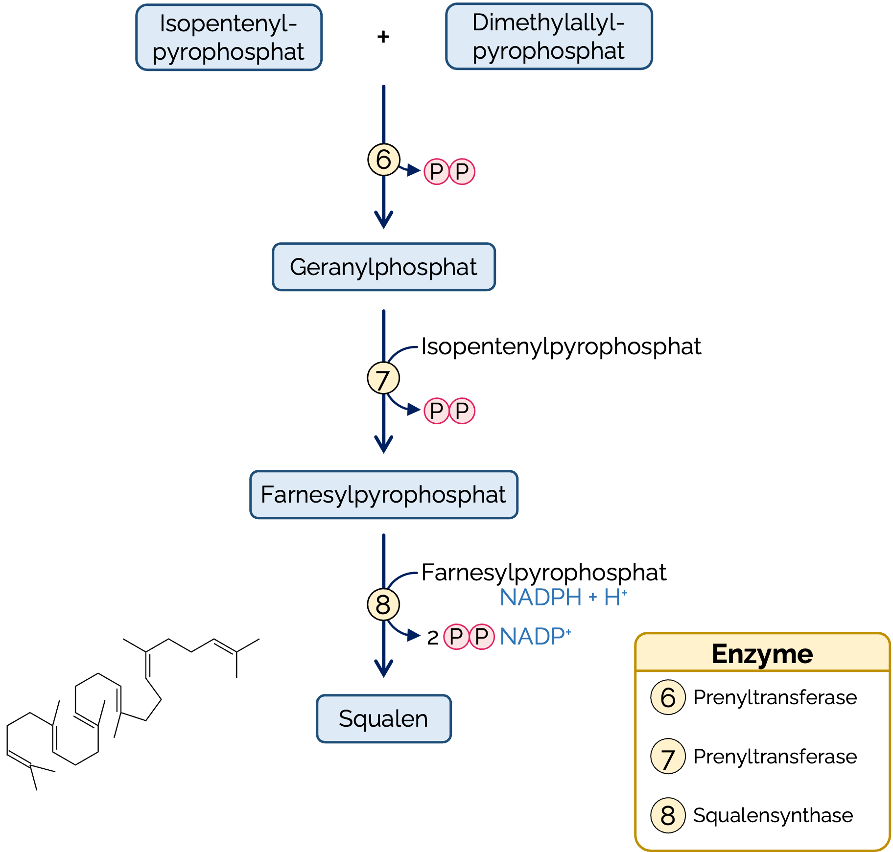 Kondensation von Isopreneinheiten zu Squalen (C30)