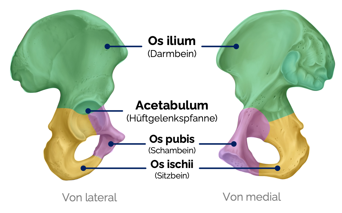 Hüftbein (Os coxae)