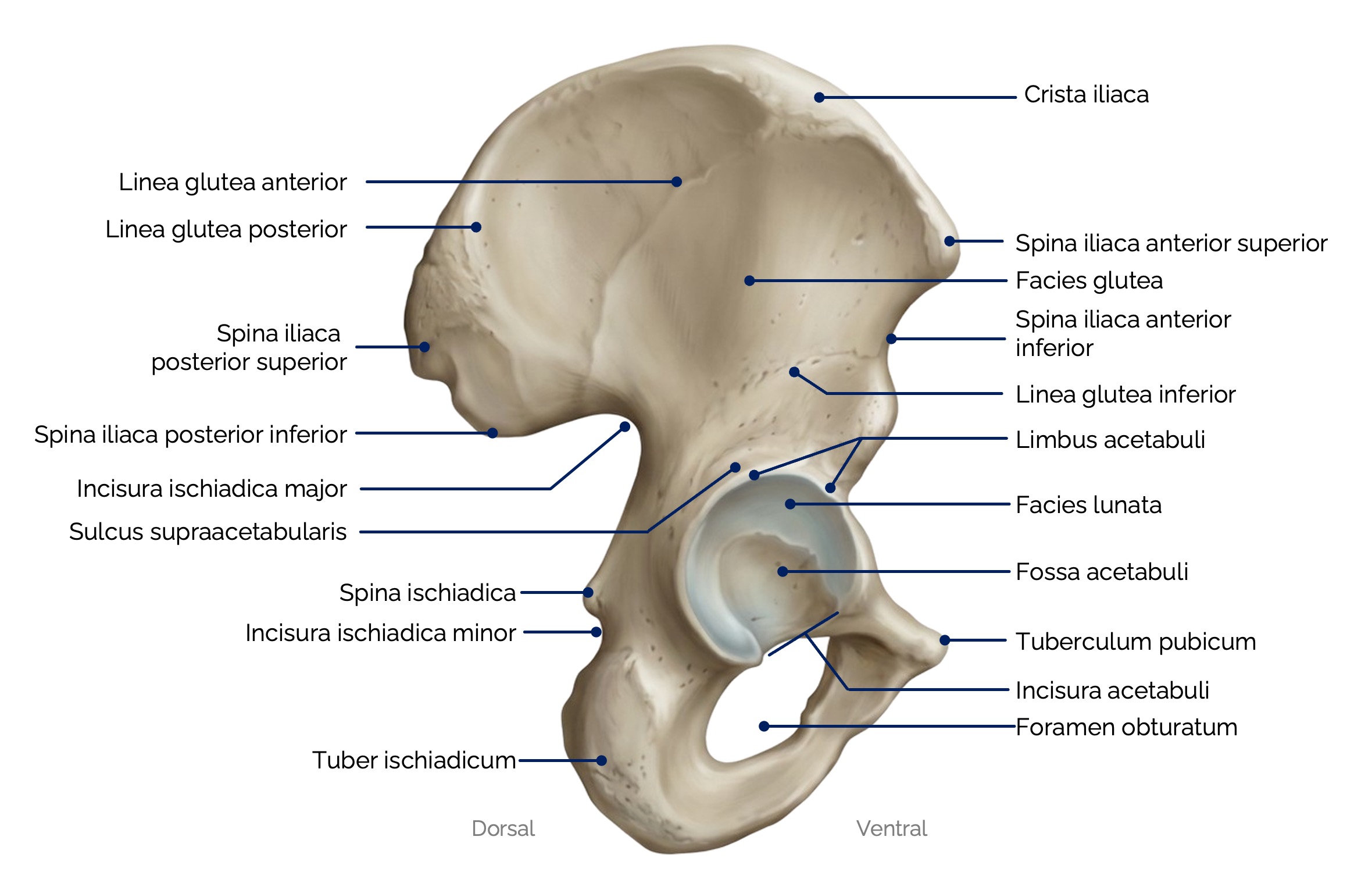 Hüftbein (Os coxae)