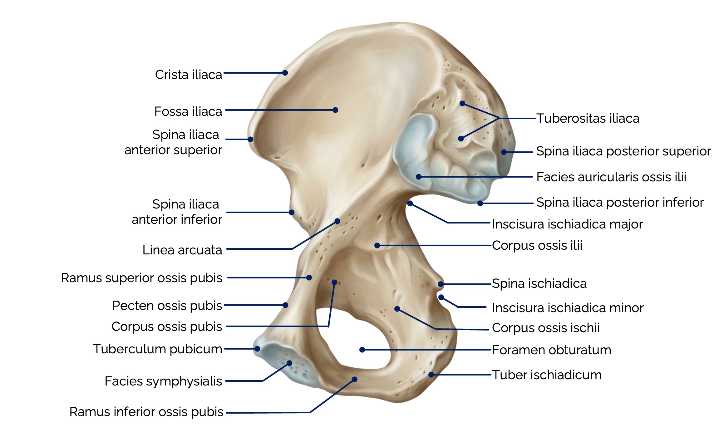 Ansicht des rechten Os coxae von medial