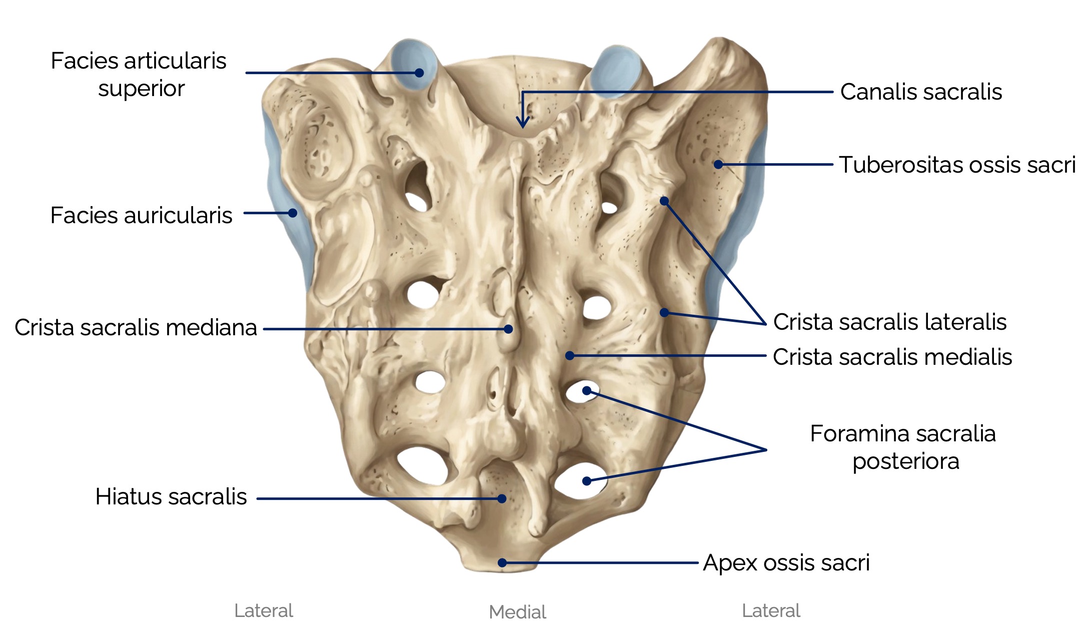Kreuzbein (Os sacrum)