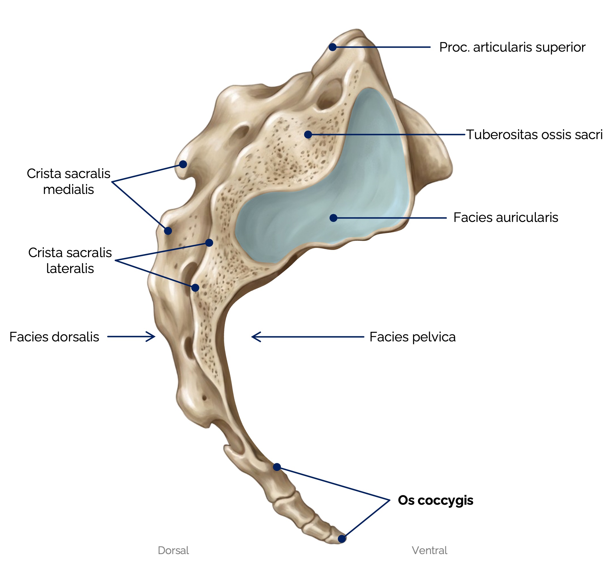 Steißbein (Os coccygis)