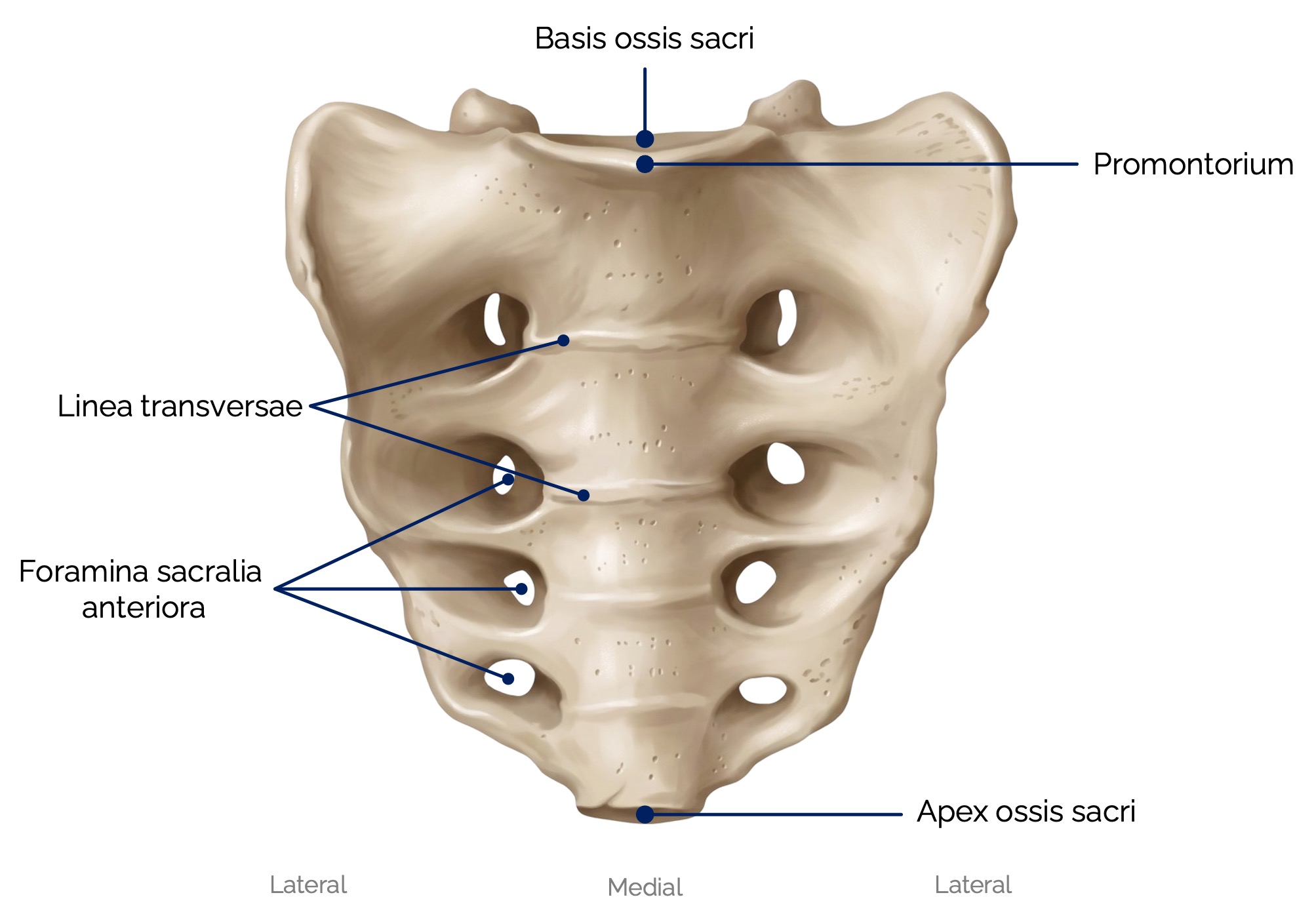 Steißbein (Os coccygis)