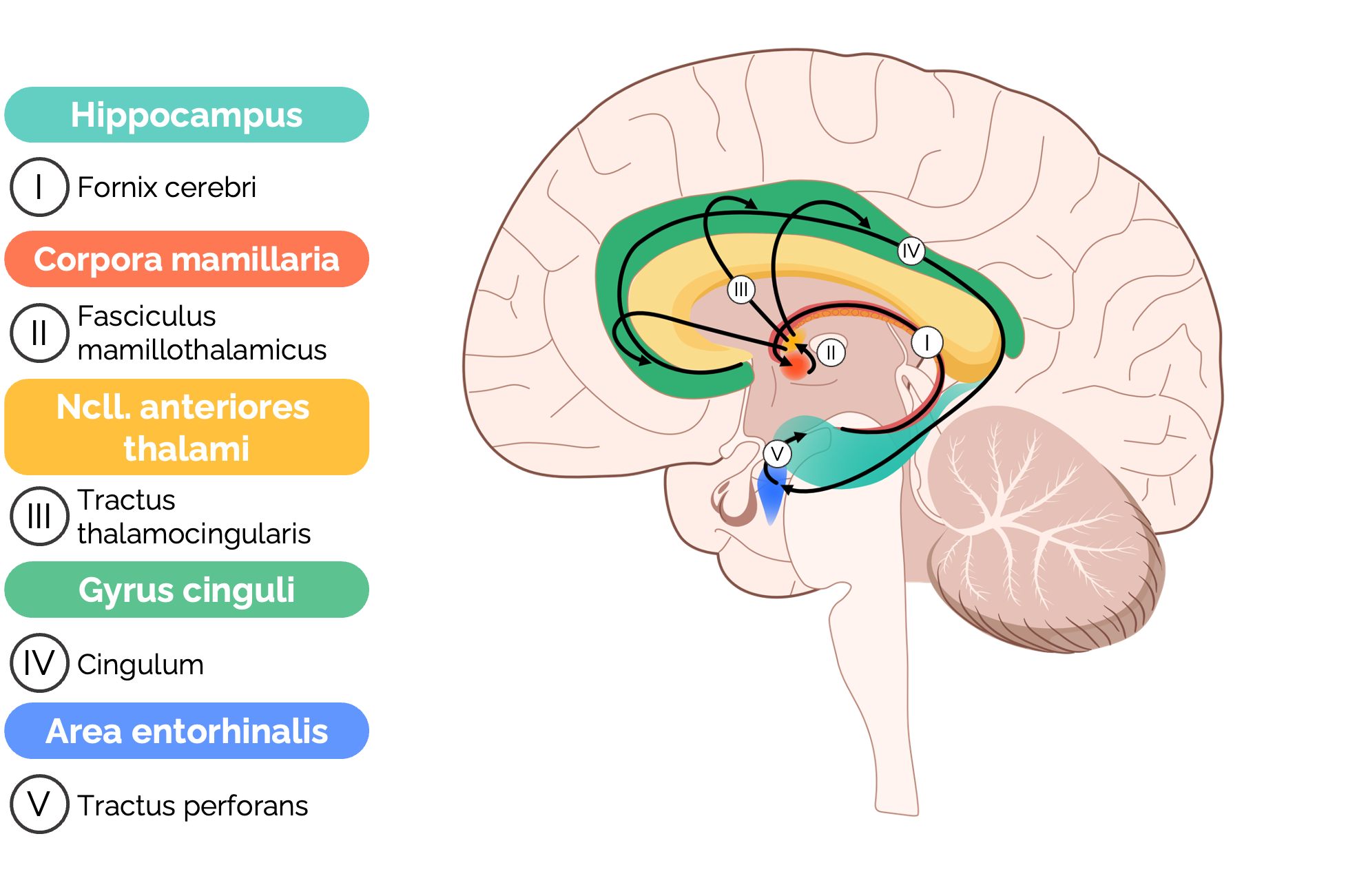 Papez-Neuronenkreis
