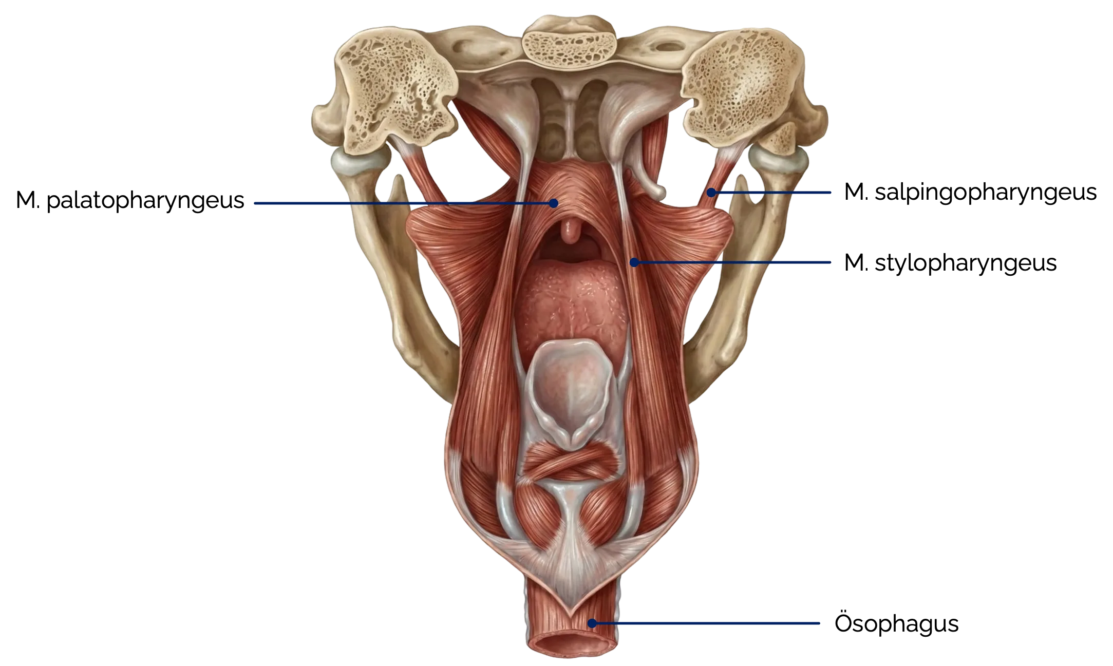 Schlundheber (Ansicht von dorsal)
