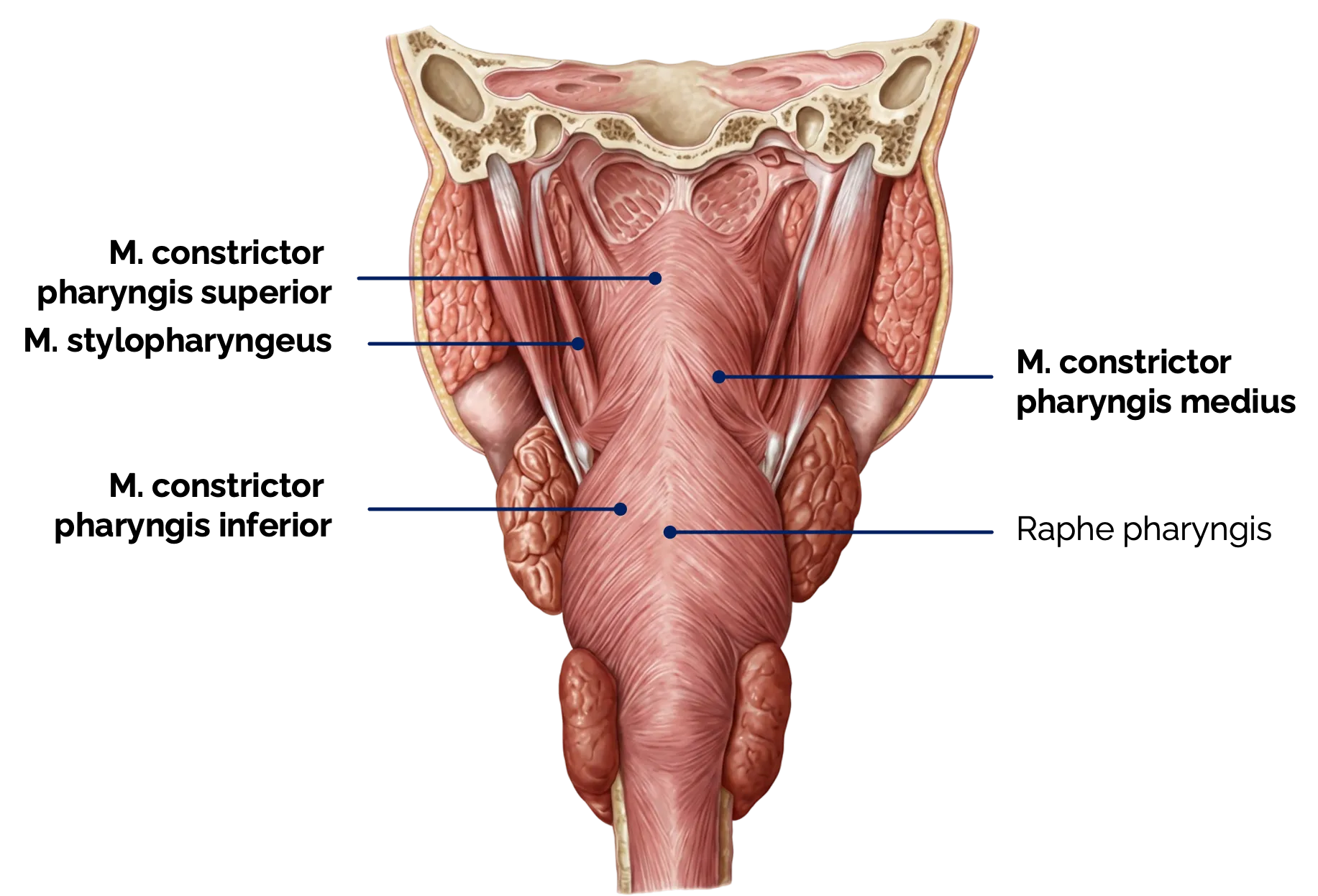 Pharynxmuskulatur