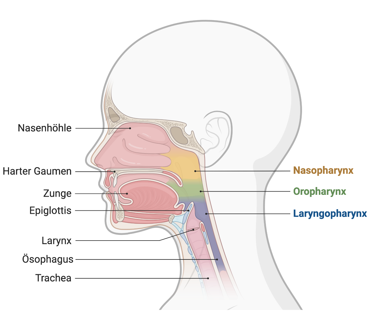 Sagittalschnitt durch den Pharynx