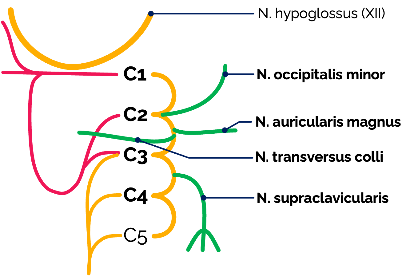 Verzweigungen des Plexus cervicalis