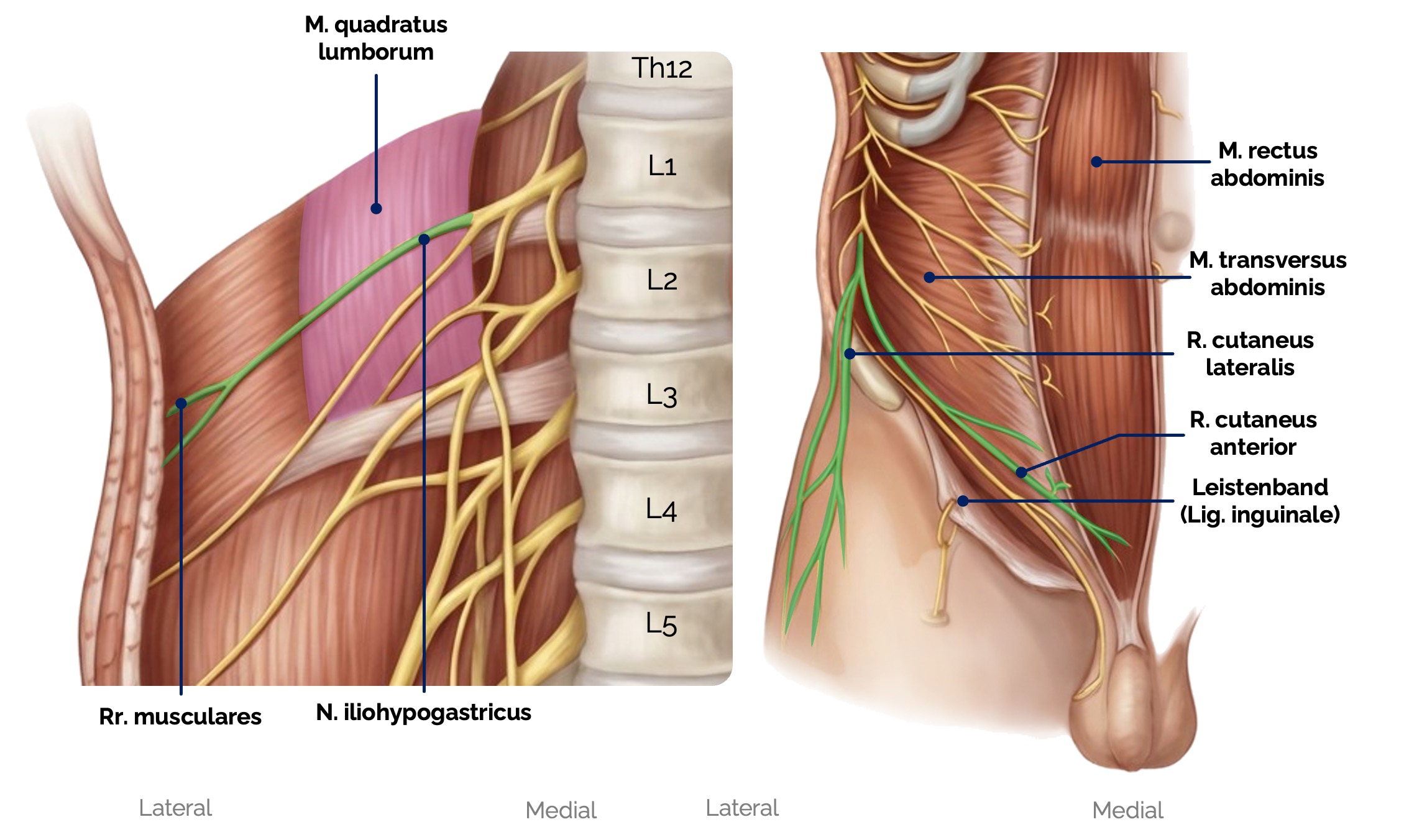 N. iliohypogastricus