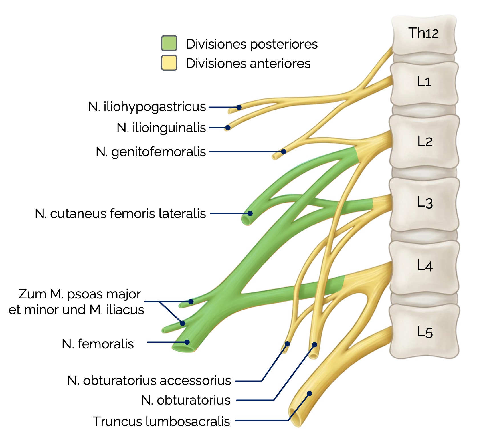 Plexus lumbalis