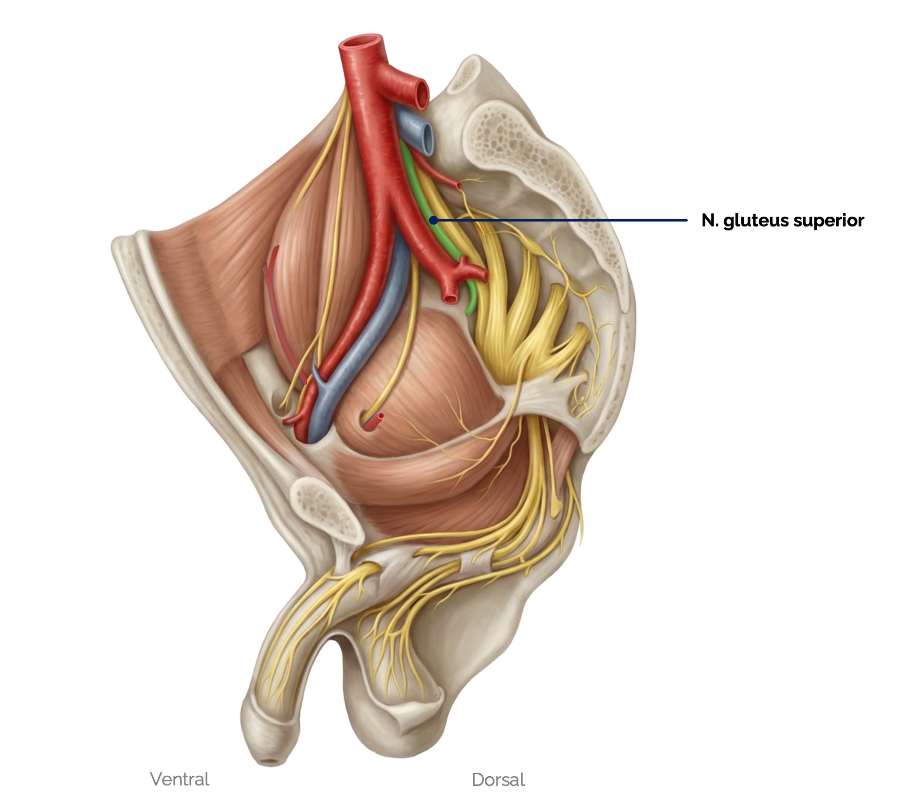 N. gluteus superior