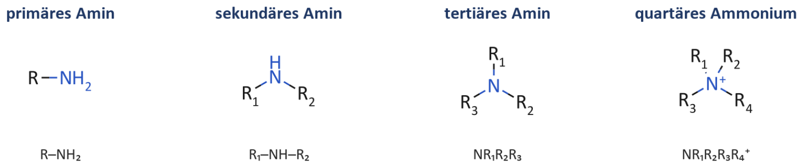 Primäre, sekundäre und tertiäre Amine, quartäres Ammonium