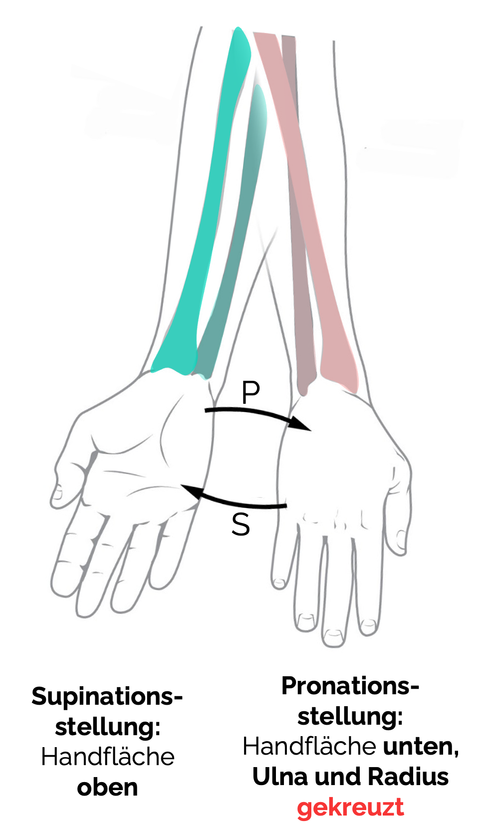 Pro- und Supination des Unterarms