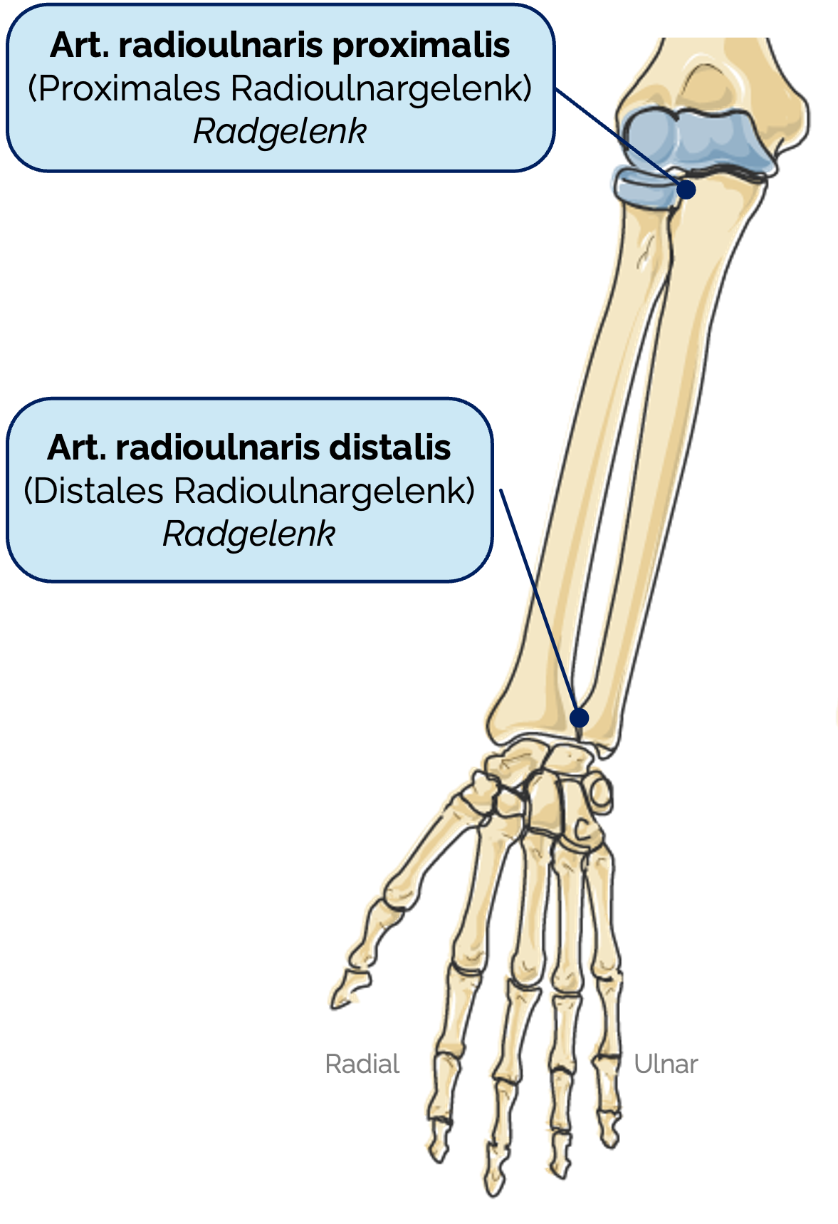 Distales Radioulnargelenk (Articulatio radioulnaris distalis)