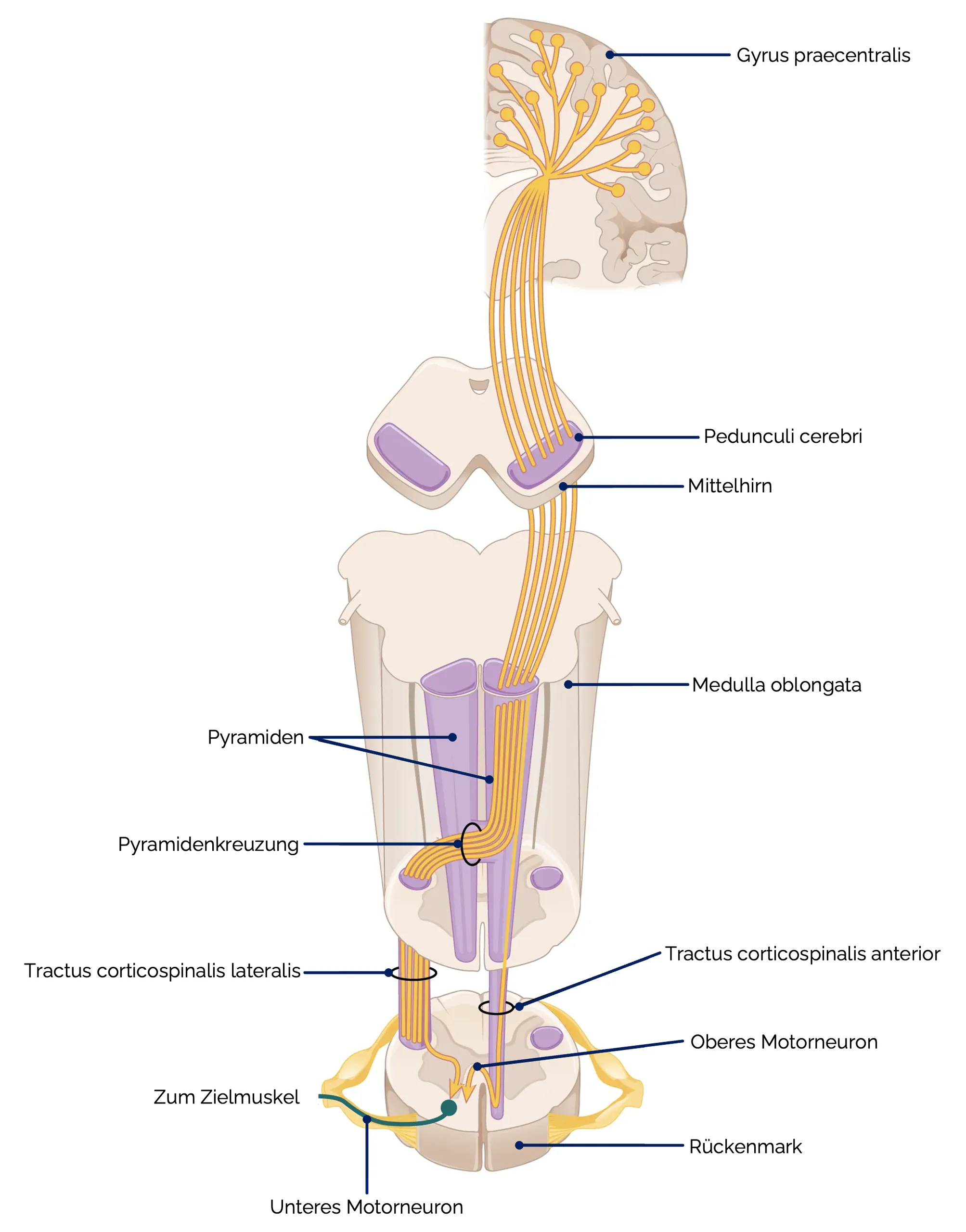 Tractus corticospinalis