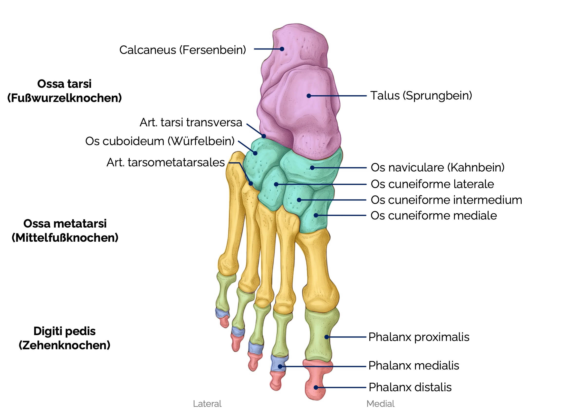 Fußknochen (Ossa pedis)
