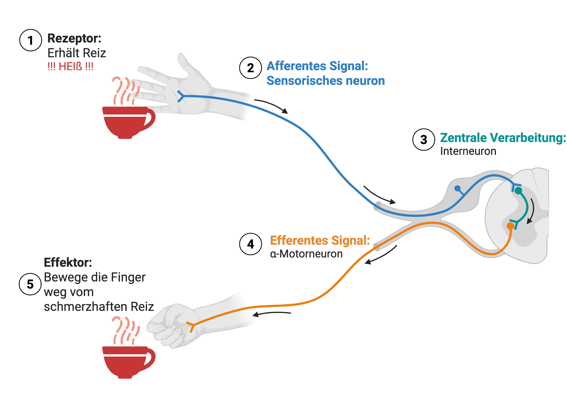 Reflexbogen (monosynaptischer Eigenreflex)