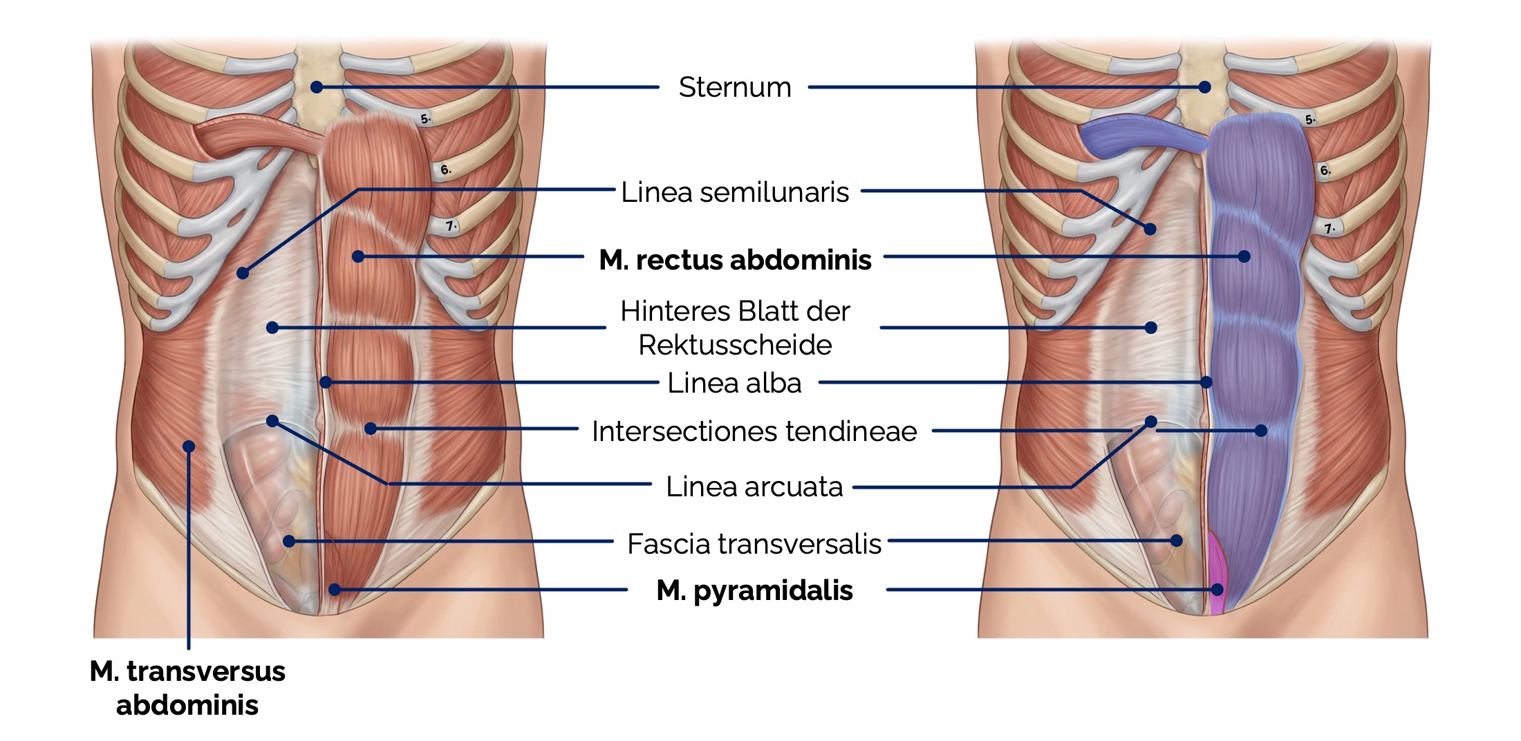 Vordere Bauchmuskulatur