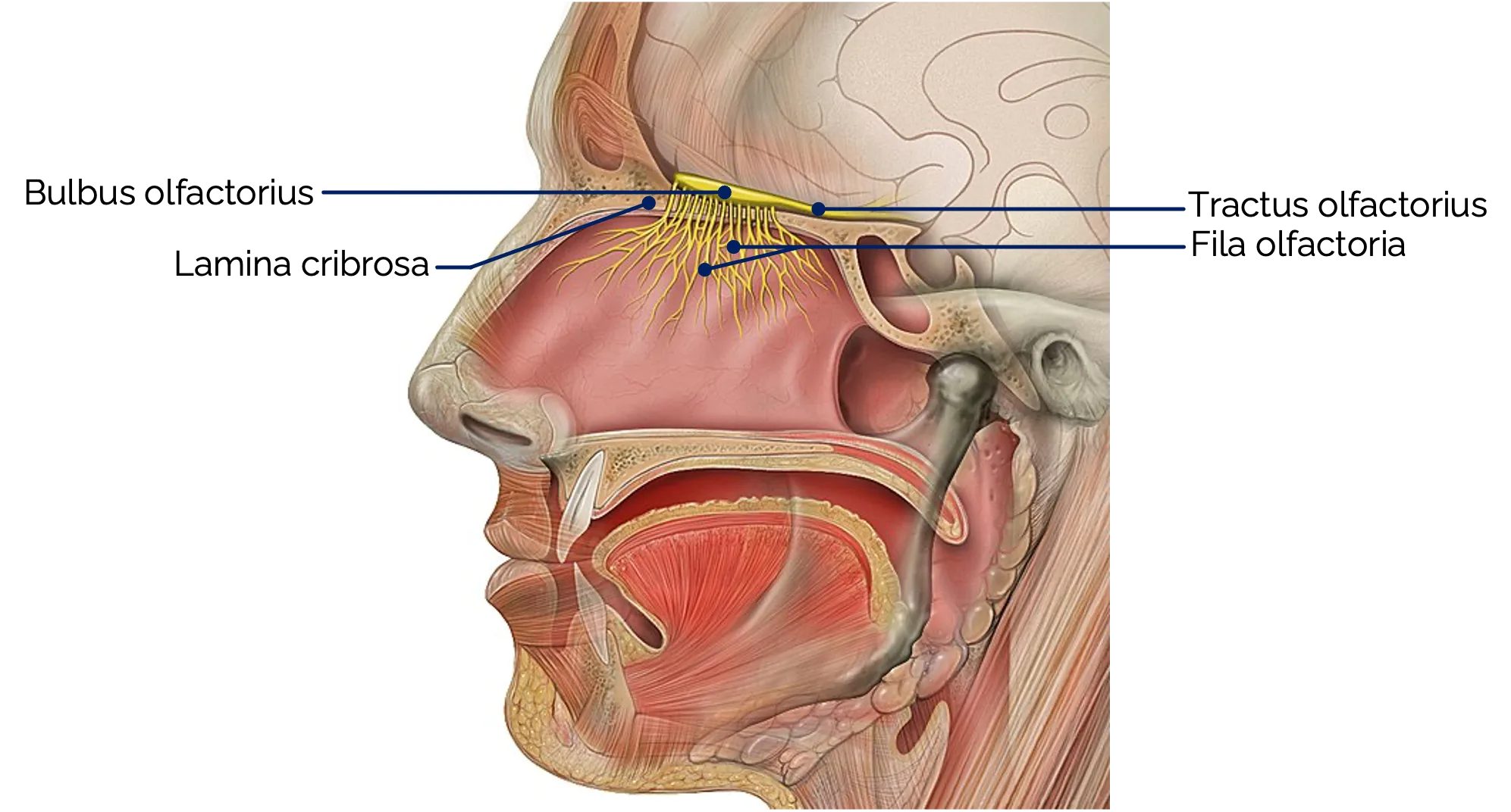 Nervus olfactorius