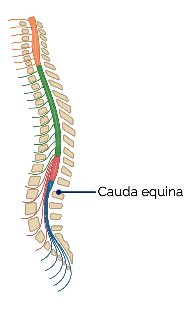 Wirbelsäule mit Rückenmark und Spinalnerven (Ansicht von lateral)