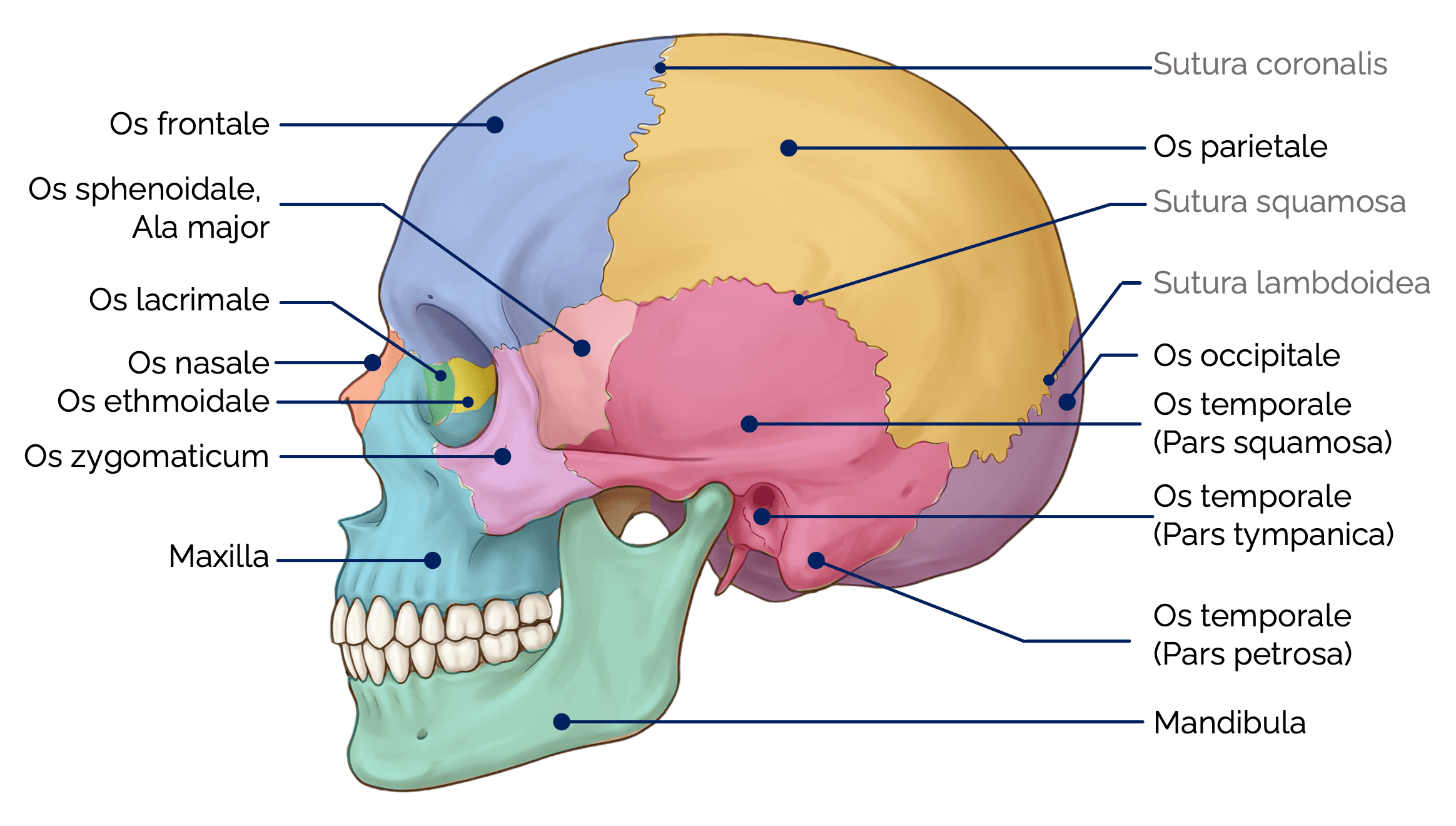 Anatomie der Schädelknochen in der Seitenansicht