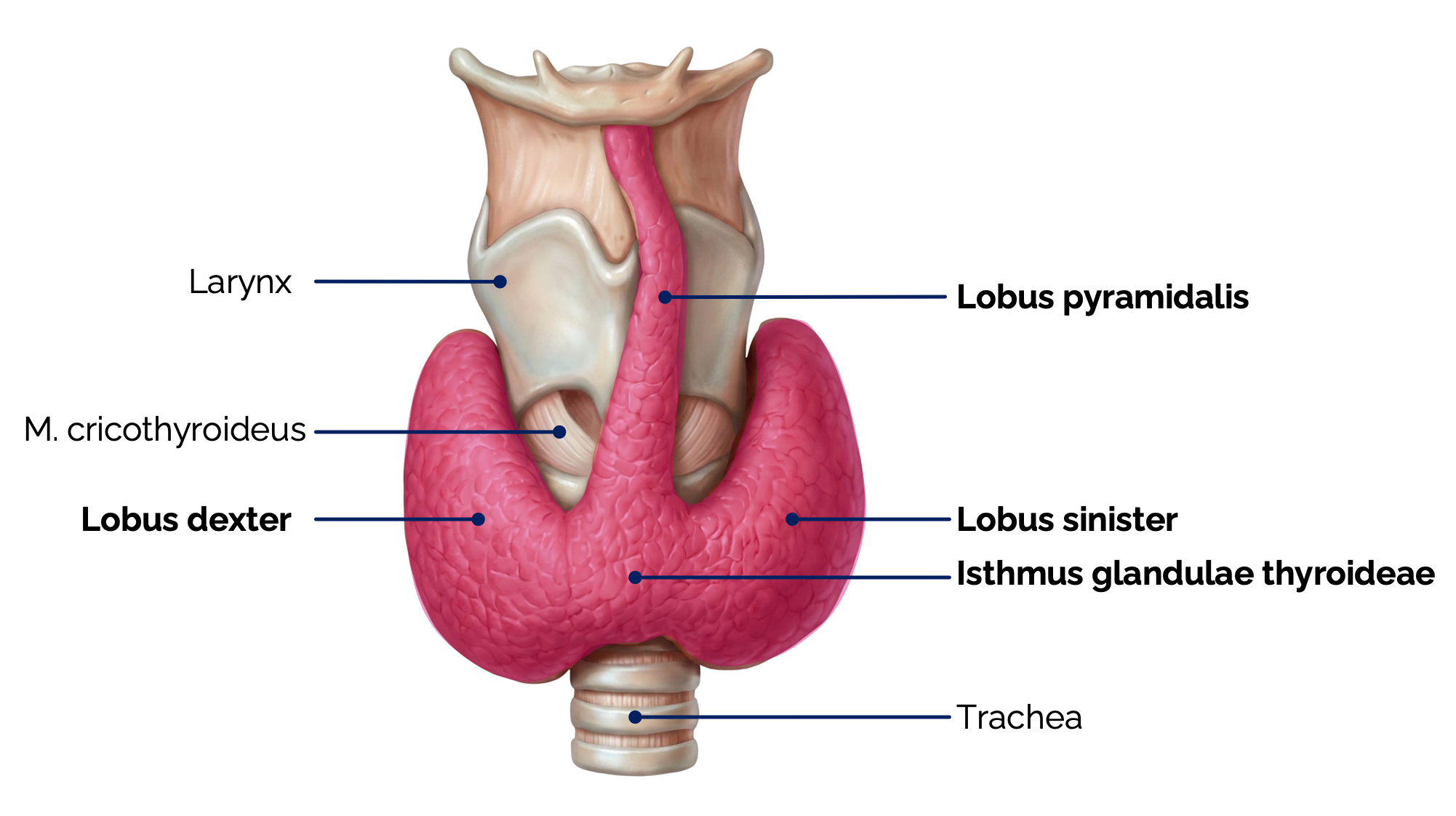 Schilddrüse (Ansicht von ventral)
