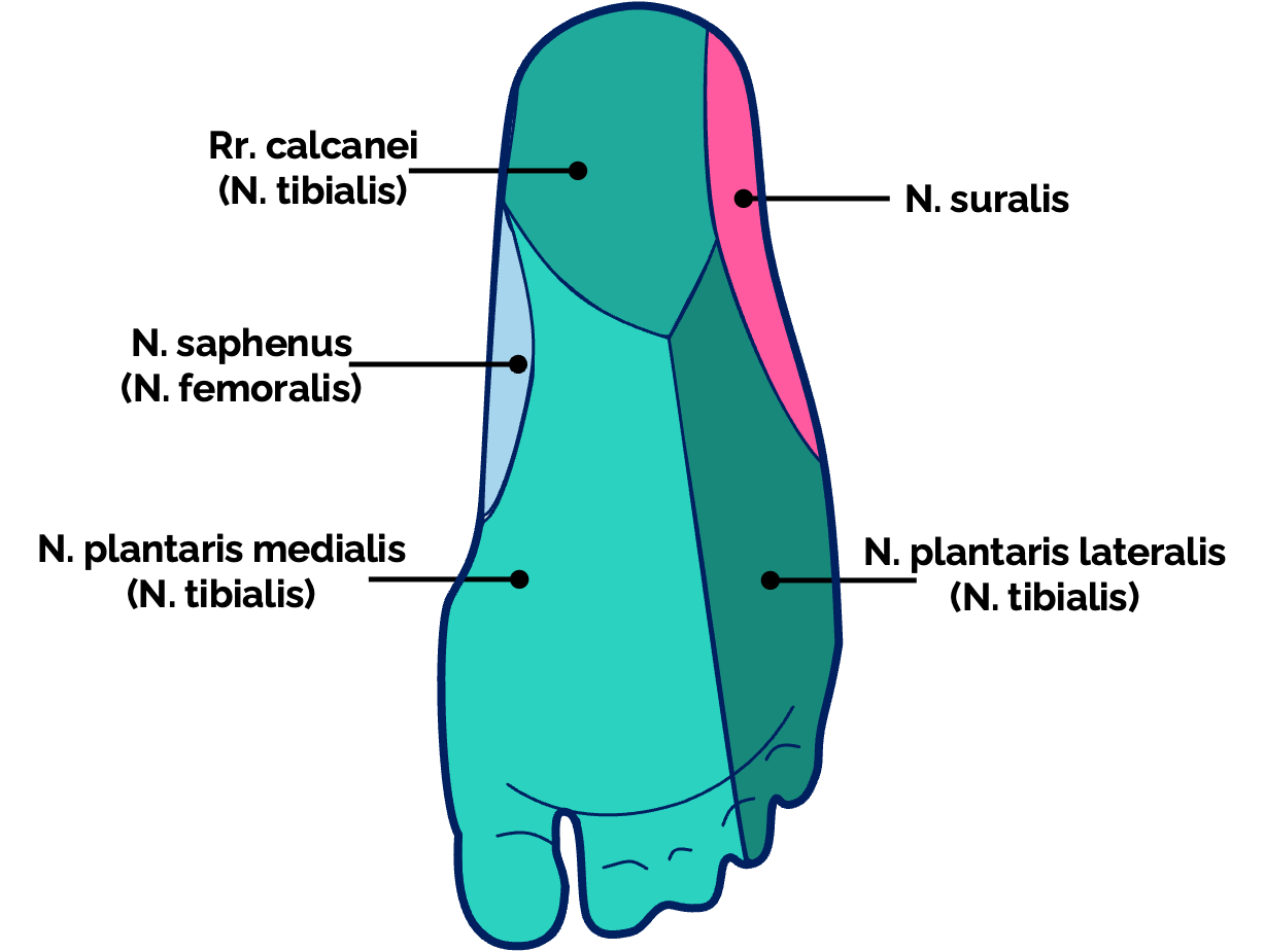 Sensible Innervation des Fußes