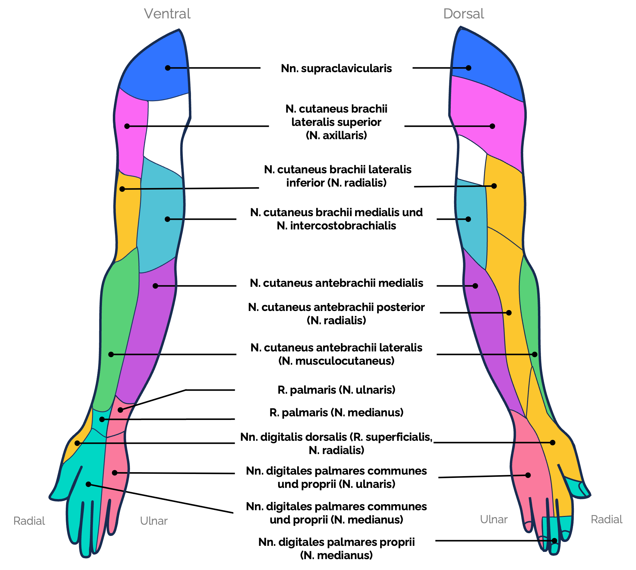 Sensible Innervation der oberen Extremität