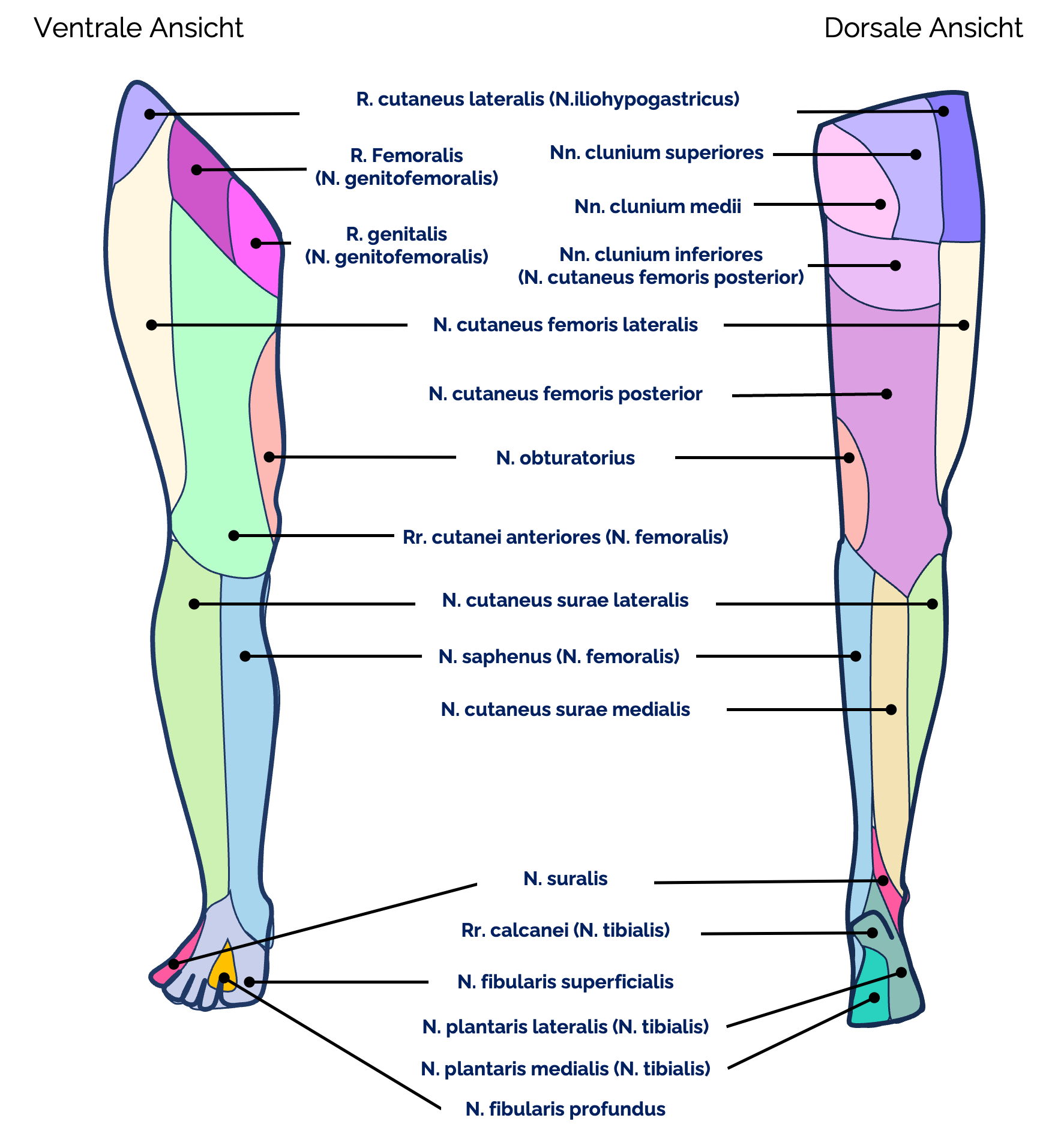 Sensible Innervation der unteren Extremität