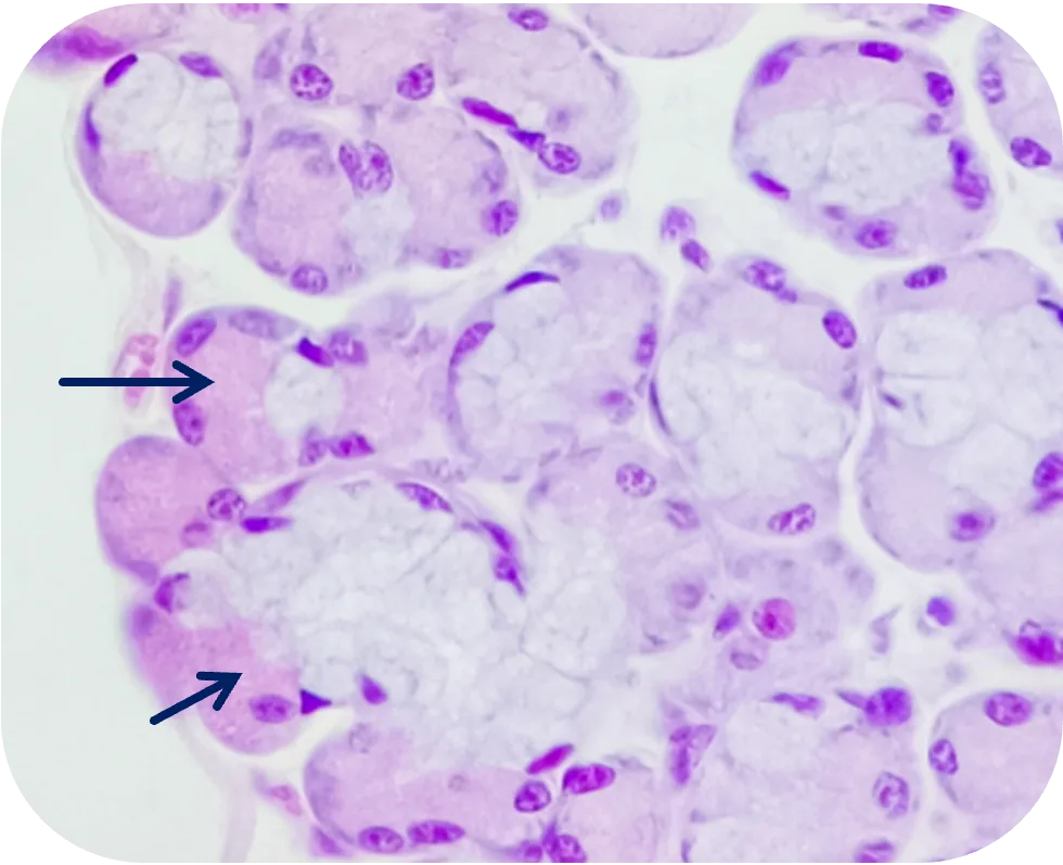 Seröse Halbmonde der Glandula submandibularis