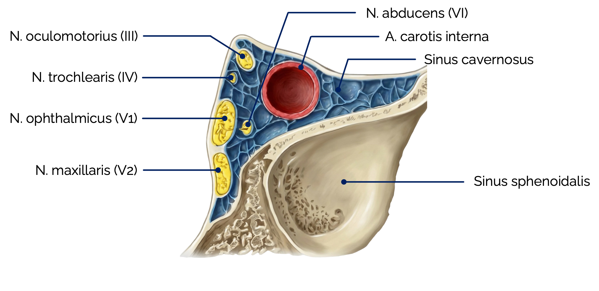 Sinus cavernosus (Querschnitt)