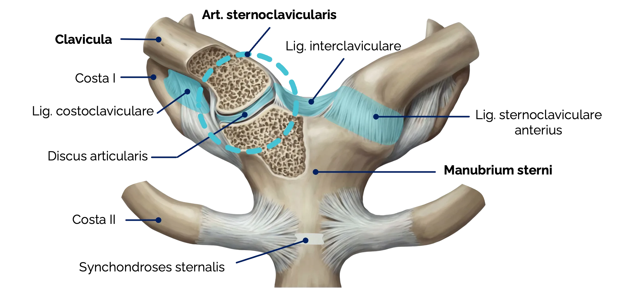 Sternoklavikulargelenk (Articulatio sternoclavicularis)
