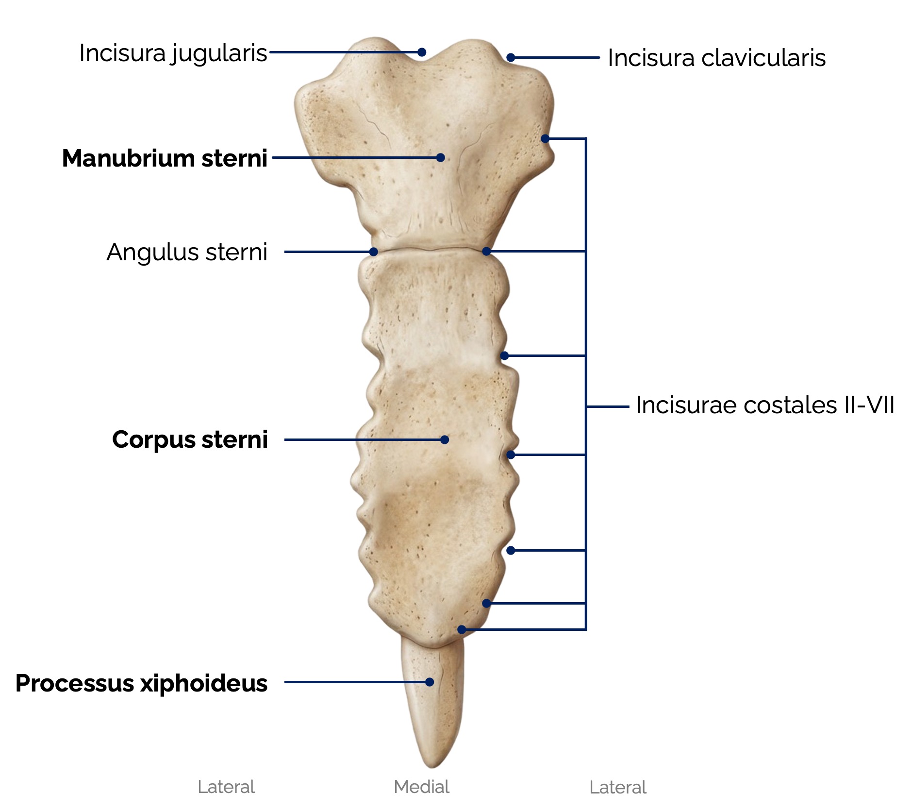 Brustbein (Sternum)