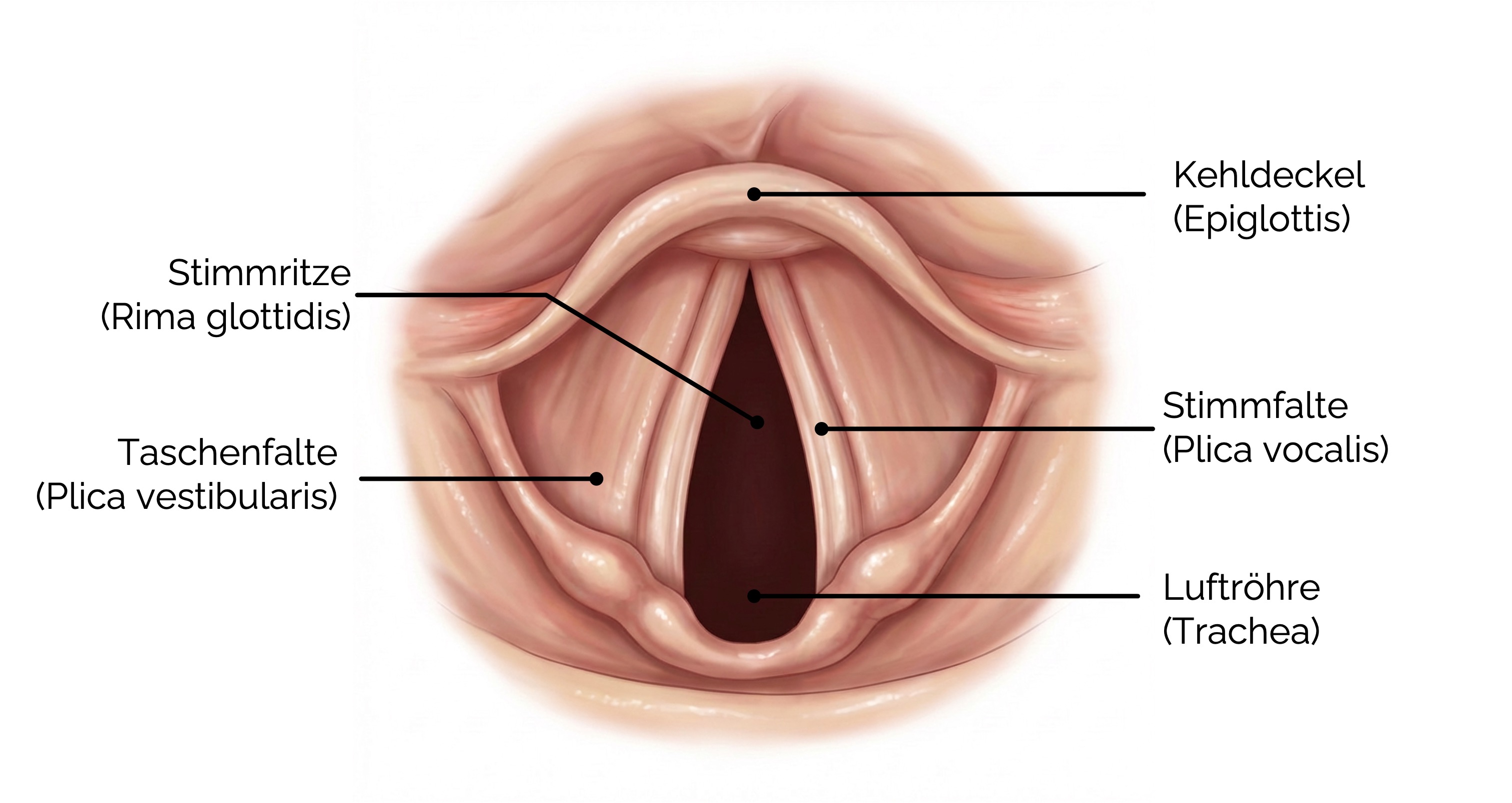 Kehlkopf von kranial: Anatomie der Stimmlippen und der Glottis