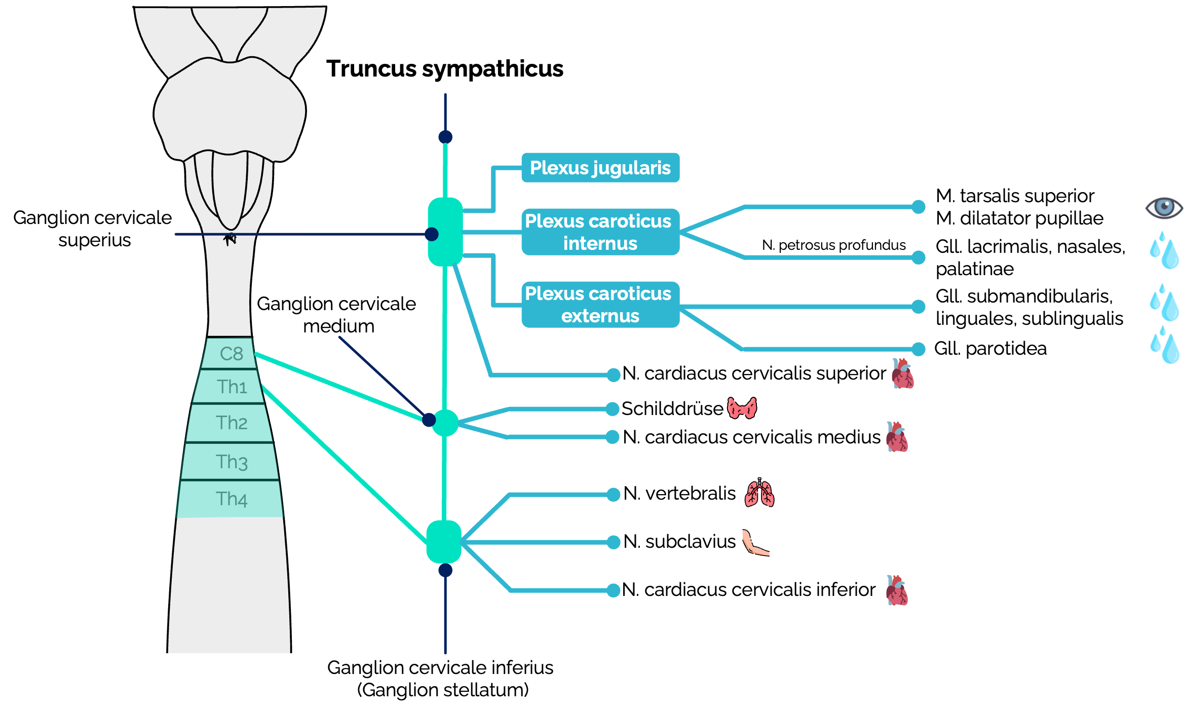 Sympathische Innervation