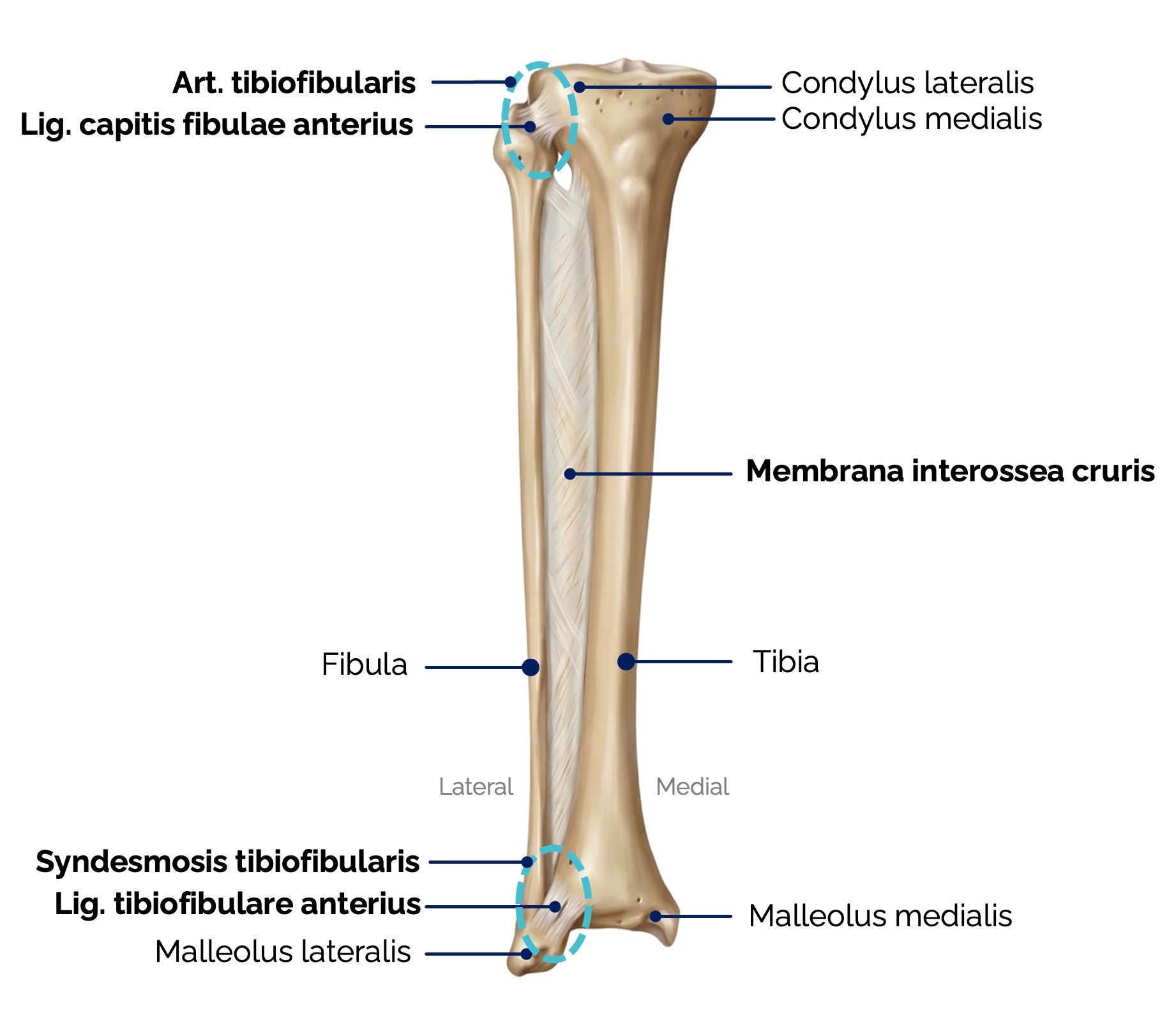 Verbindung zwischen Tibia und Fibula