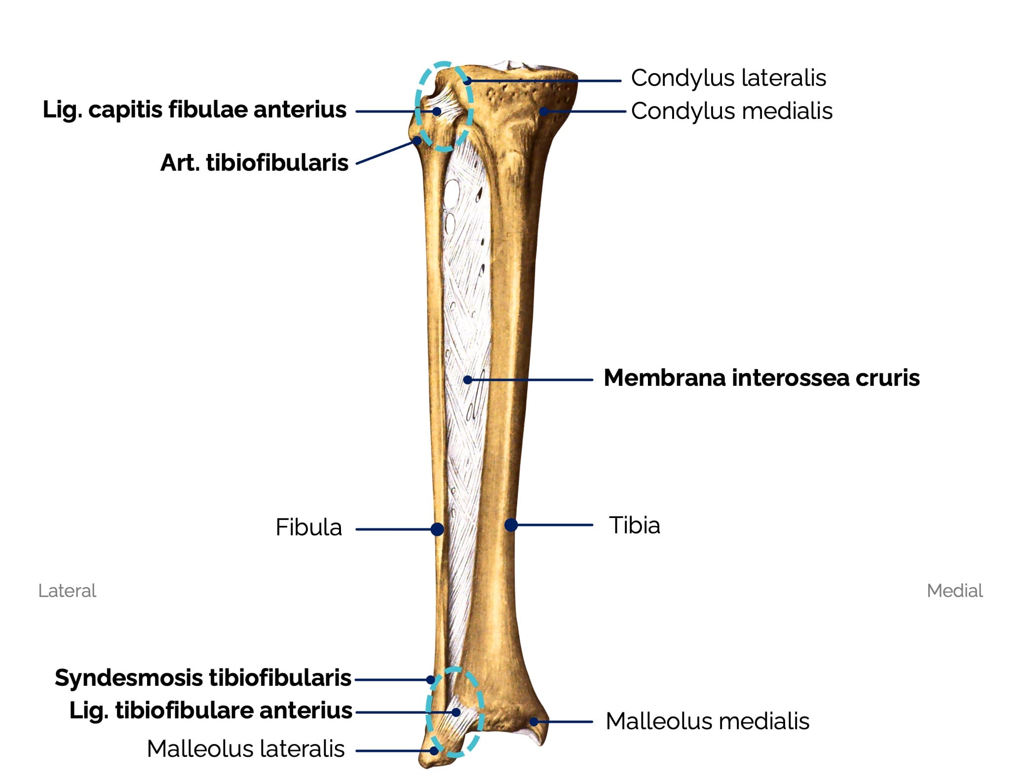 Verbindung zwischen Tibia und Fibula