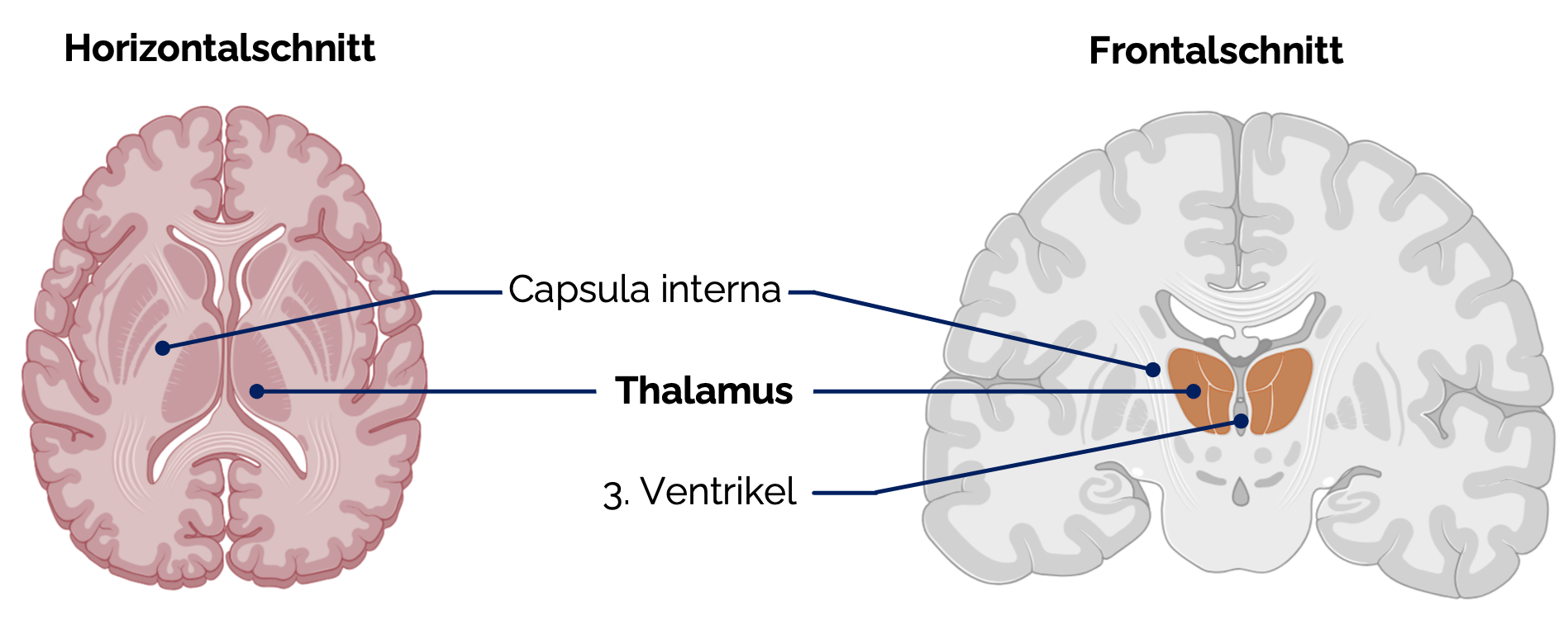 Thalamus