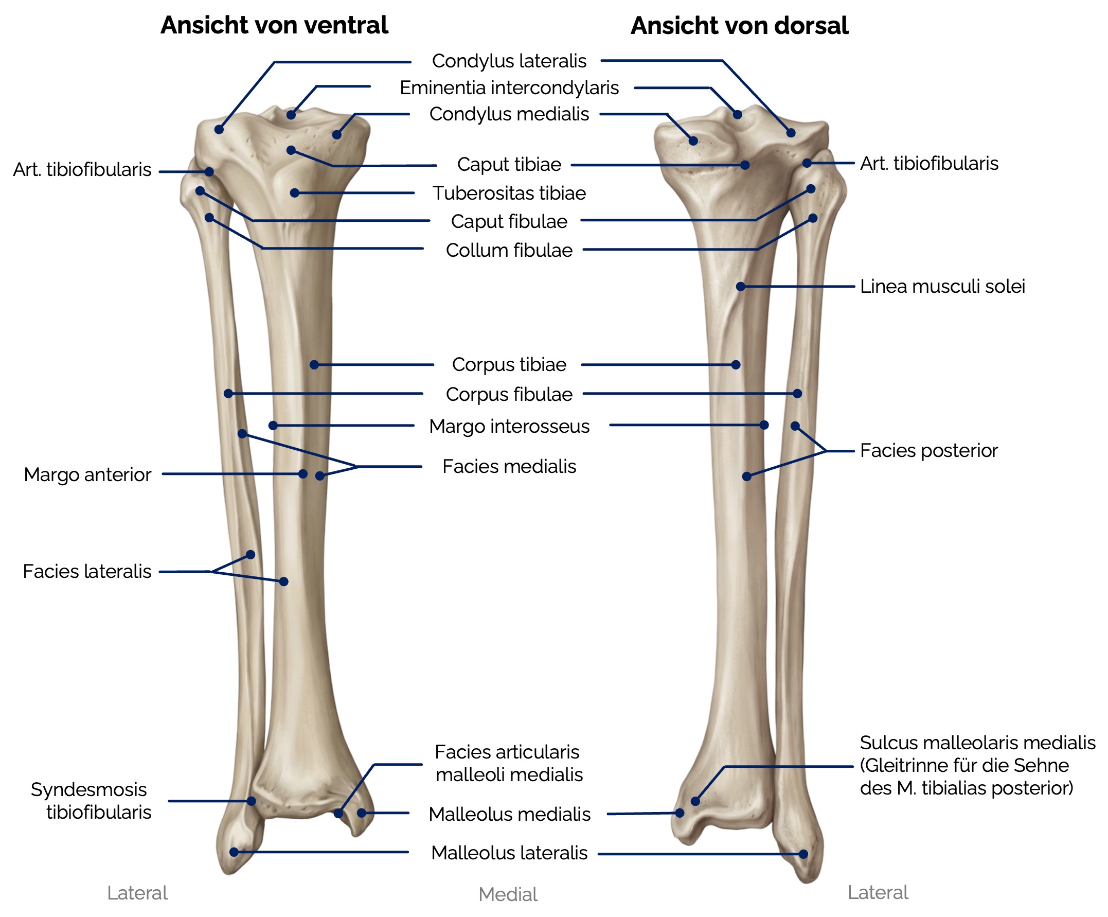 Schienbein (Tibia) und Wadenbein (Fibula)
