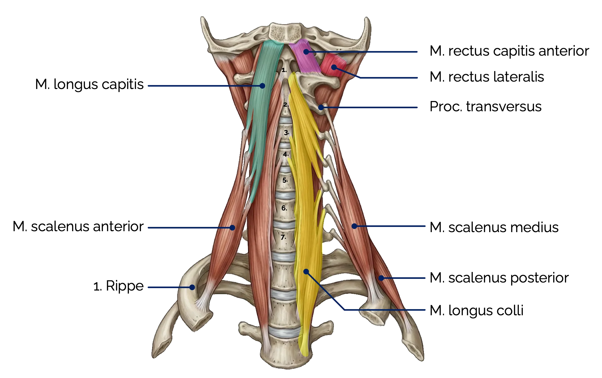 Prävertebrale Halsmuskulatur (Ansicht von ventral)