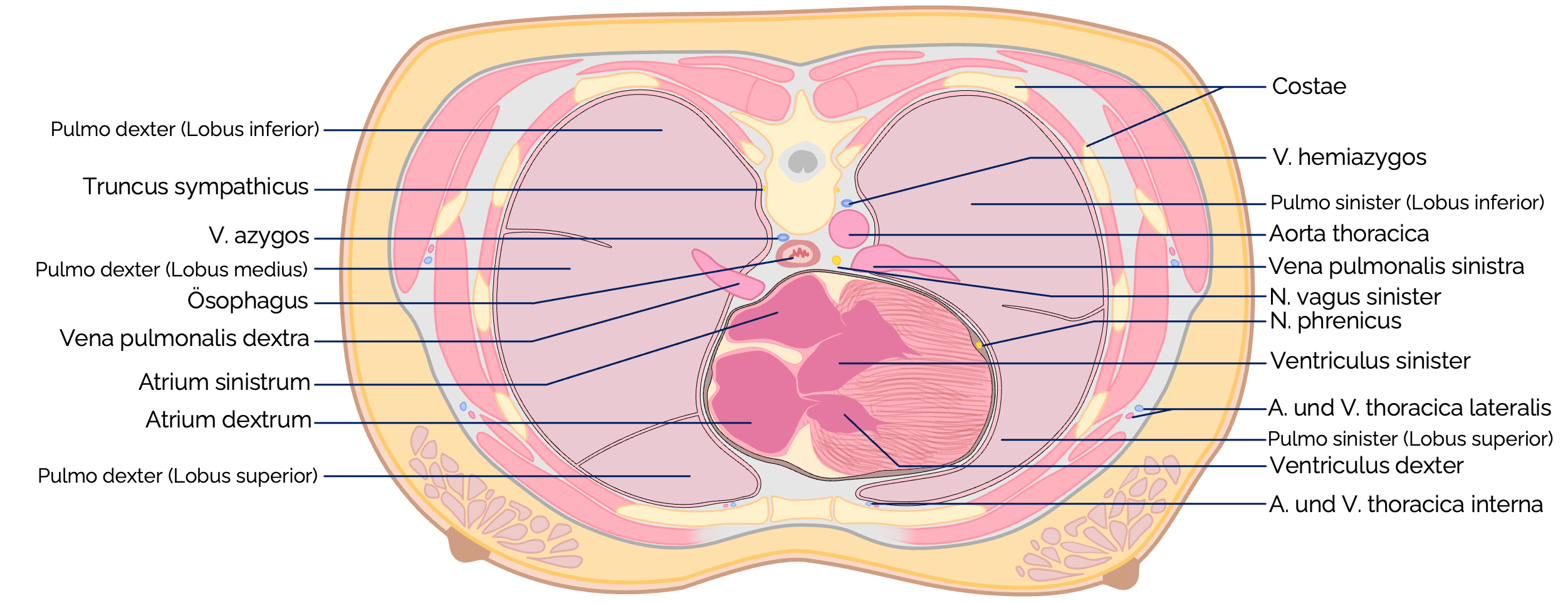 Topografie der Lunge im Thorax (Querschnitt)